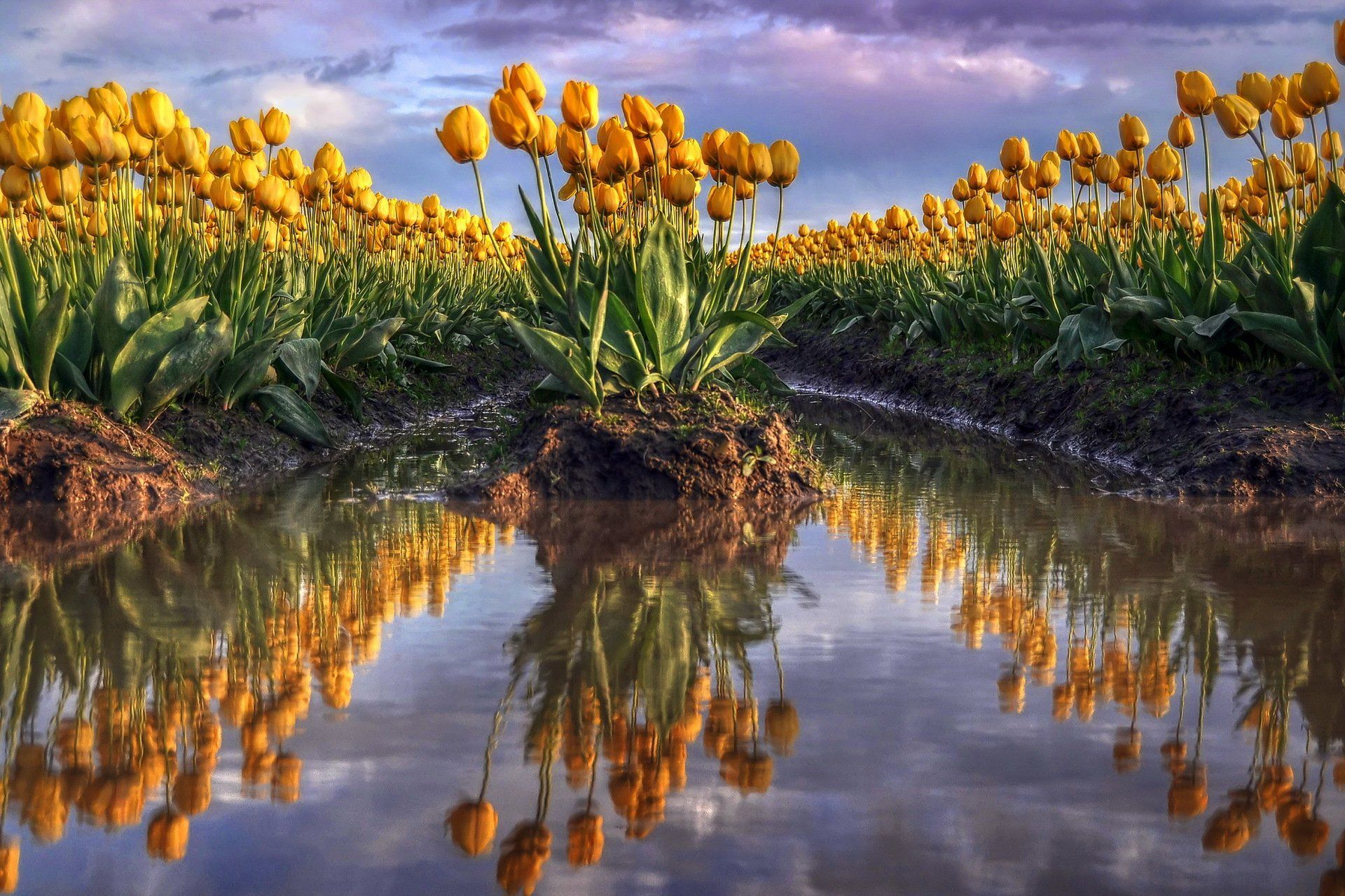 Serene Tulip Reflections Wallpaper