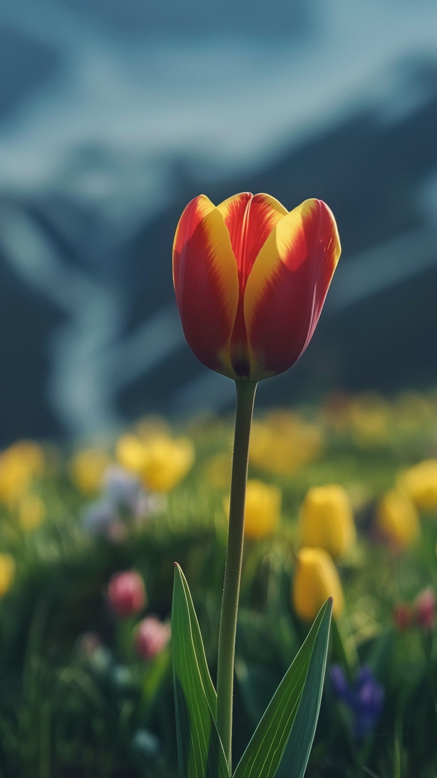 Tulip Wallpaper flowers, HD