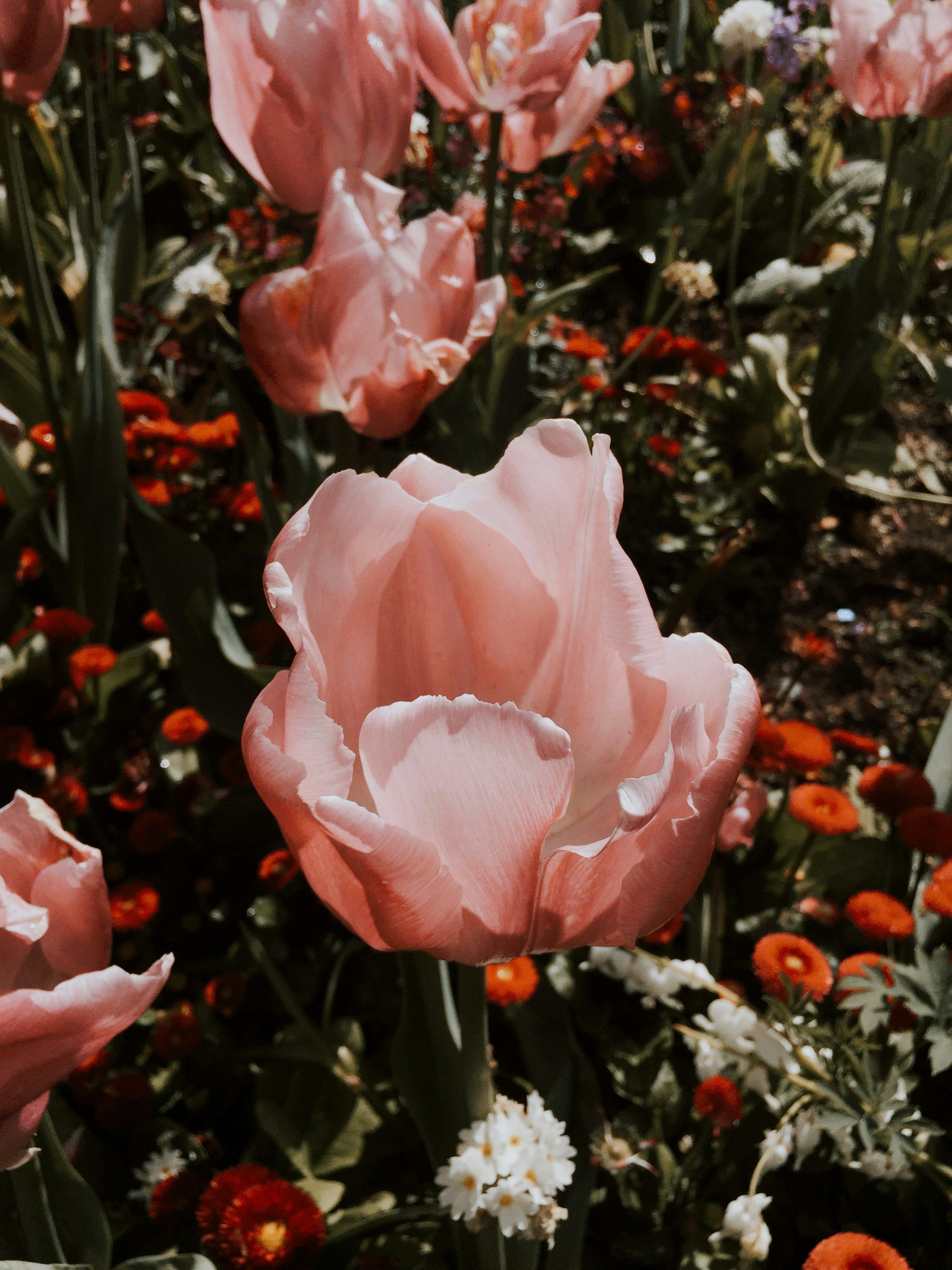 Tulipanes Picture. Download Free