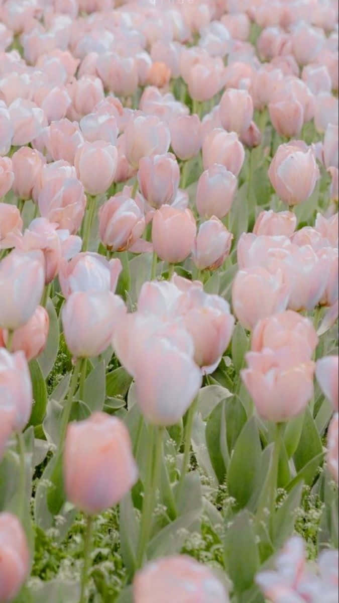 Download Pastel Pink Tulip Field