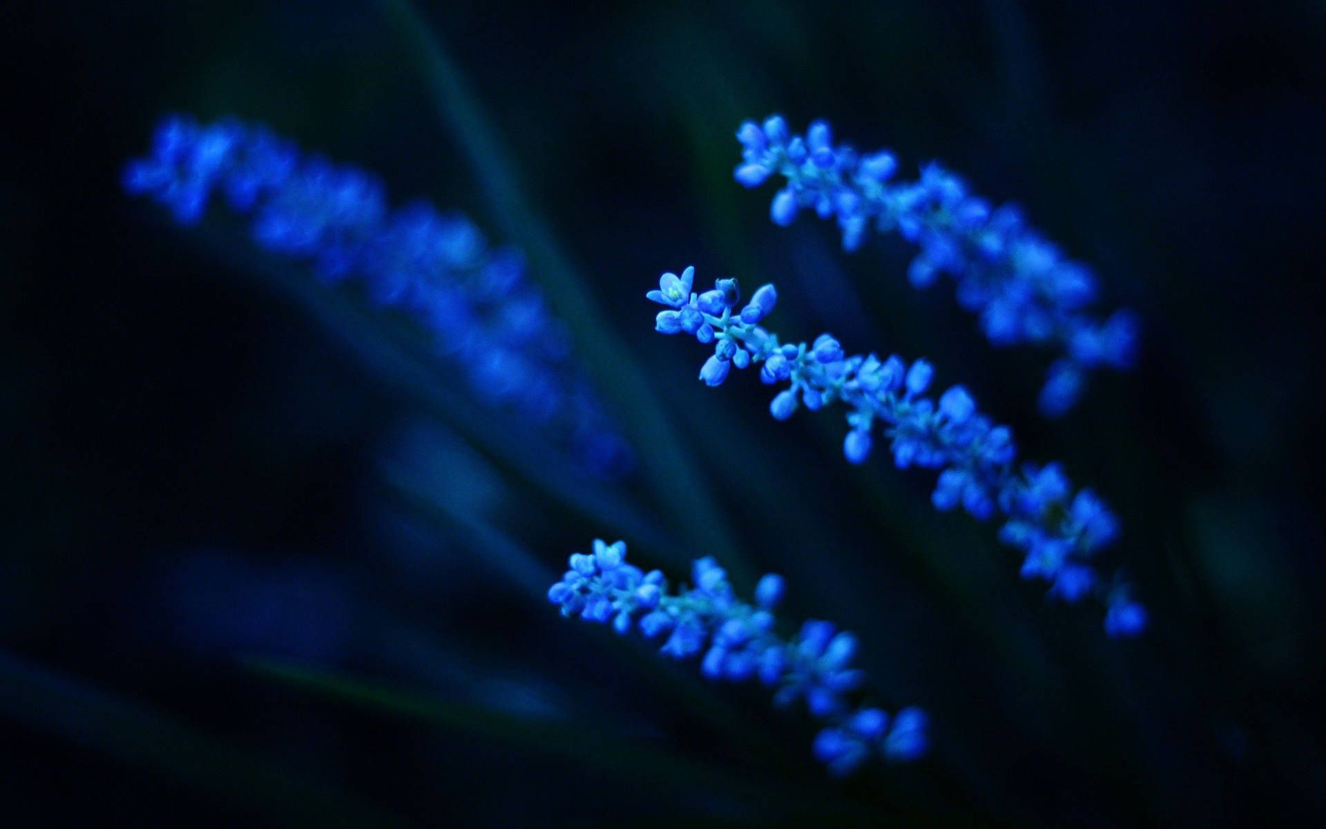 Download free Glowy Plant Dark And Blue