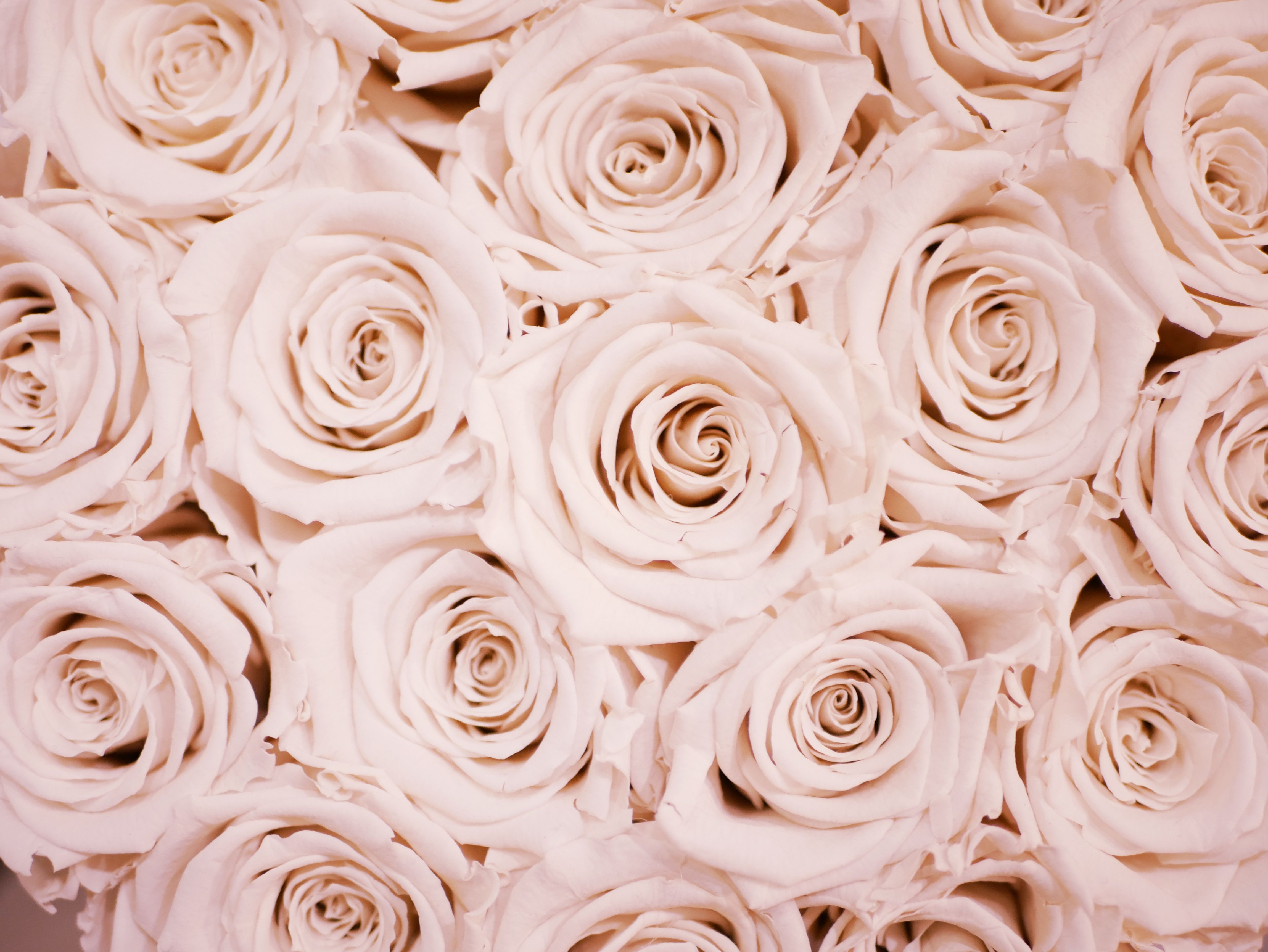 A close up of many white roses - Chromebook, rose gold, flower, blush, roses