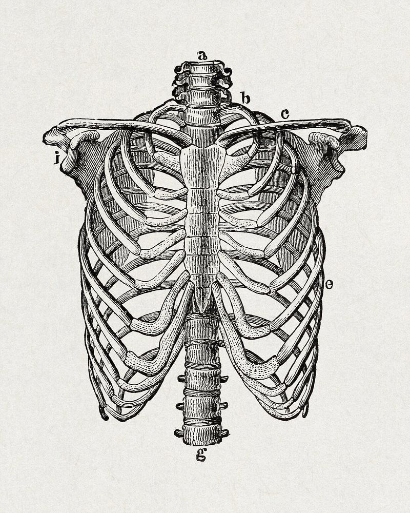 Shoulder Anatomy Image. Free Photo