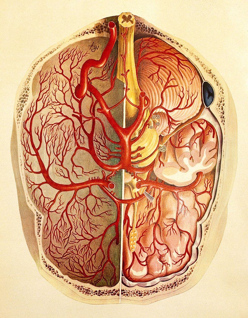 Anatomy Image. Free Photo, PNG