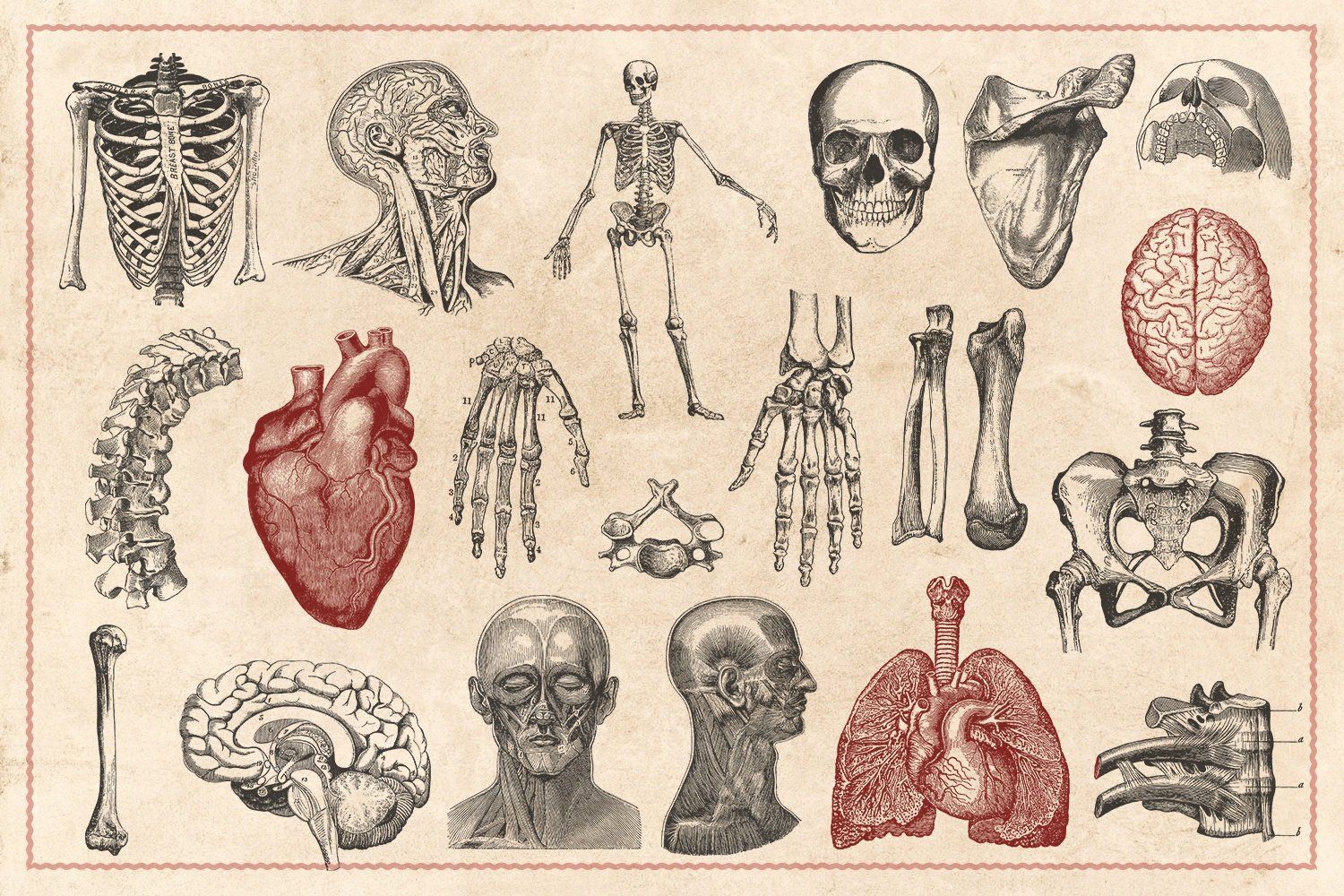 Vintage Anatomy Vectors, an