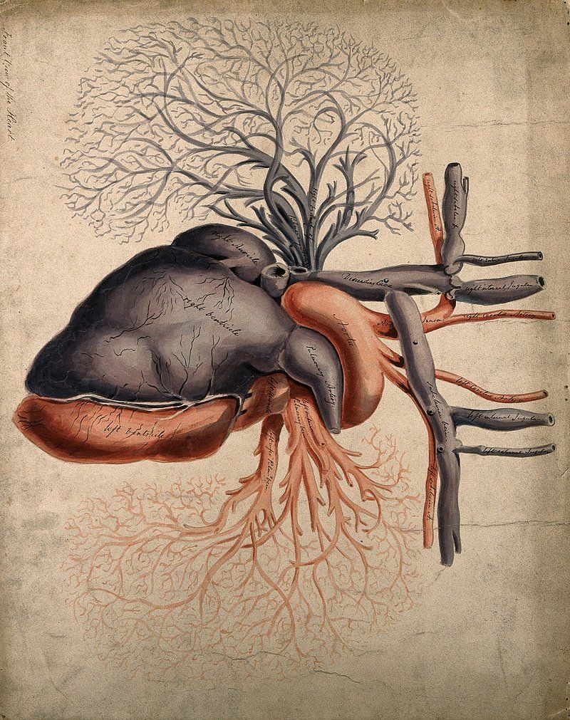 Anatomy Image. Free Photo, PNG