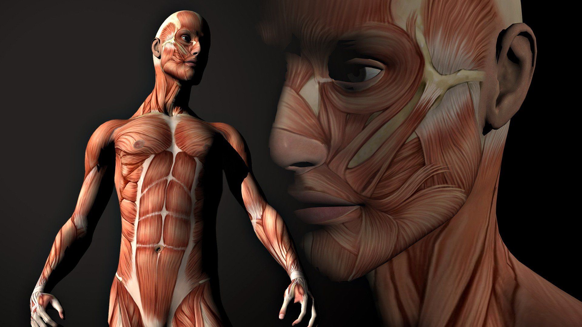 Download Artistic Anatomy HD Wallpaper