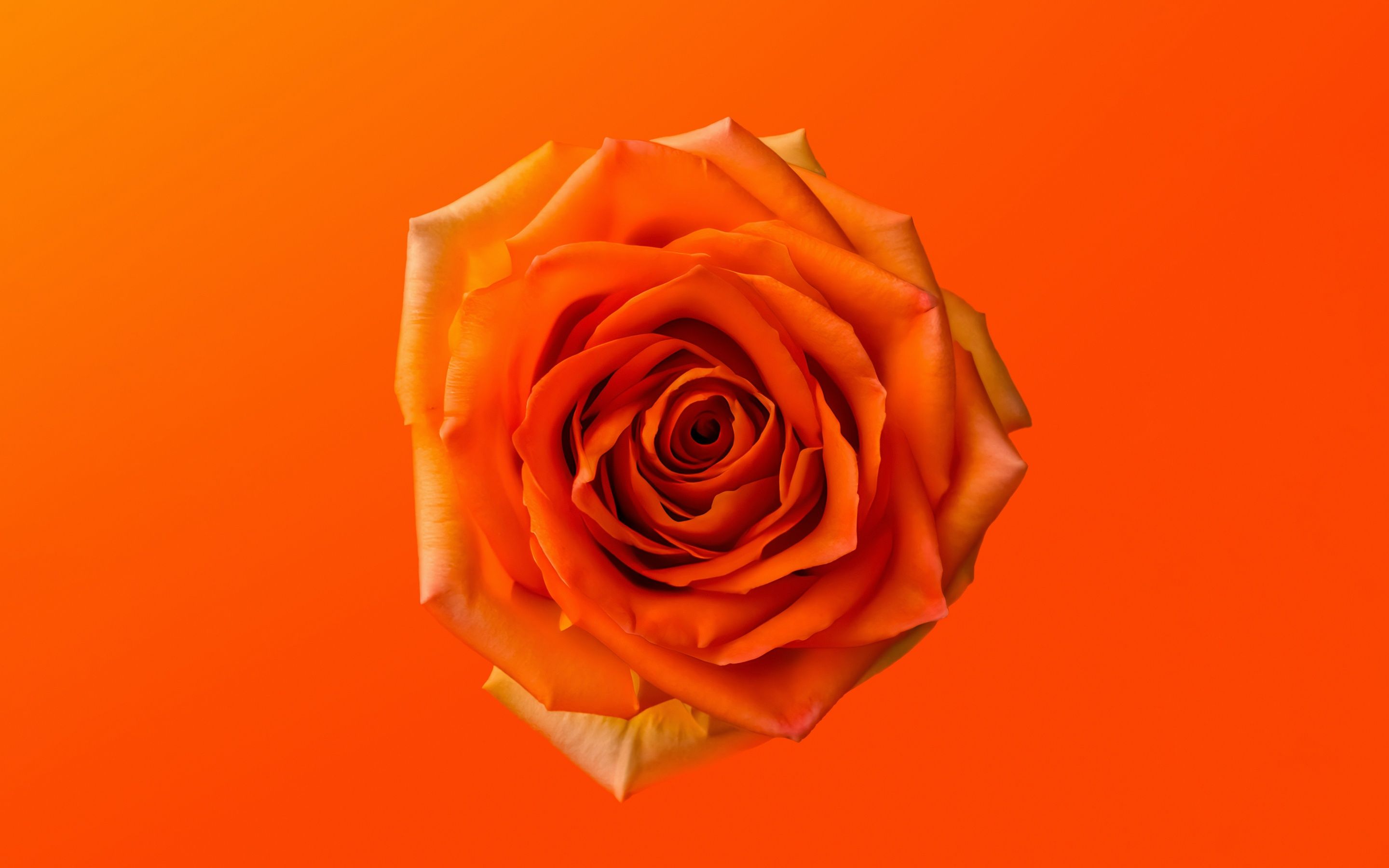 Orange Rose Wallpaper 4K, 8K, Orange