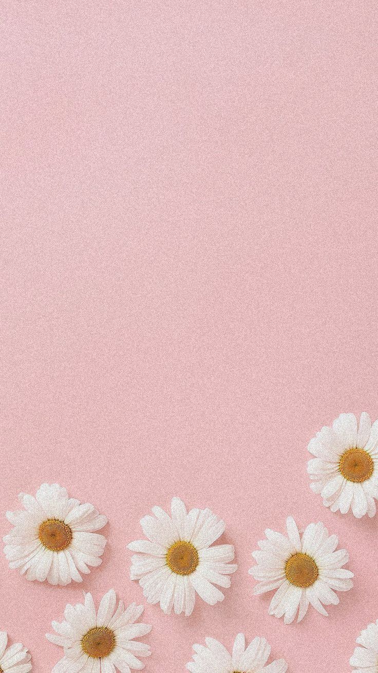 sun flower, light pink aesthetic wallpaper