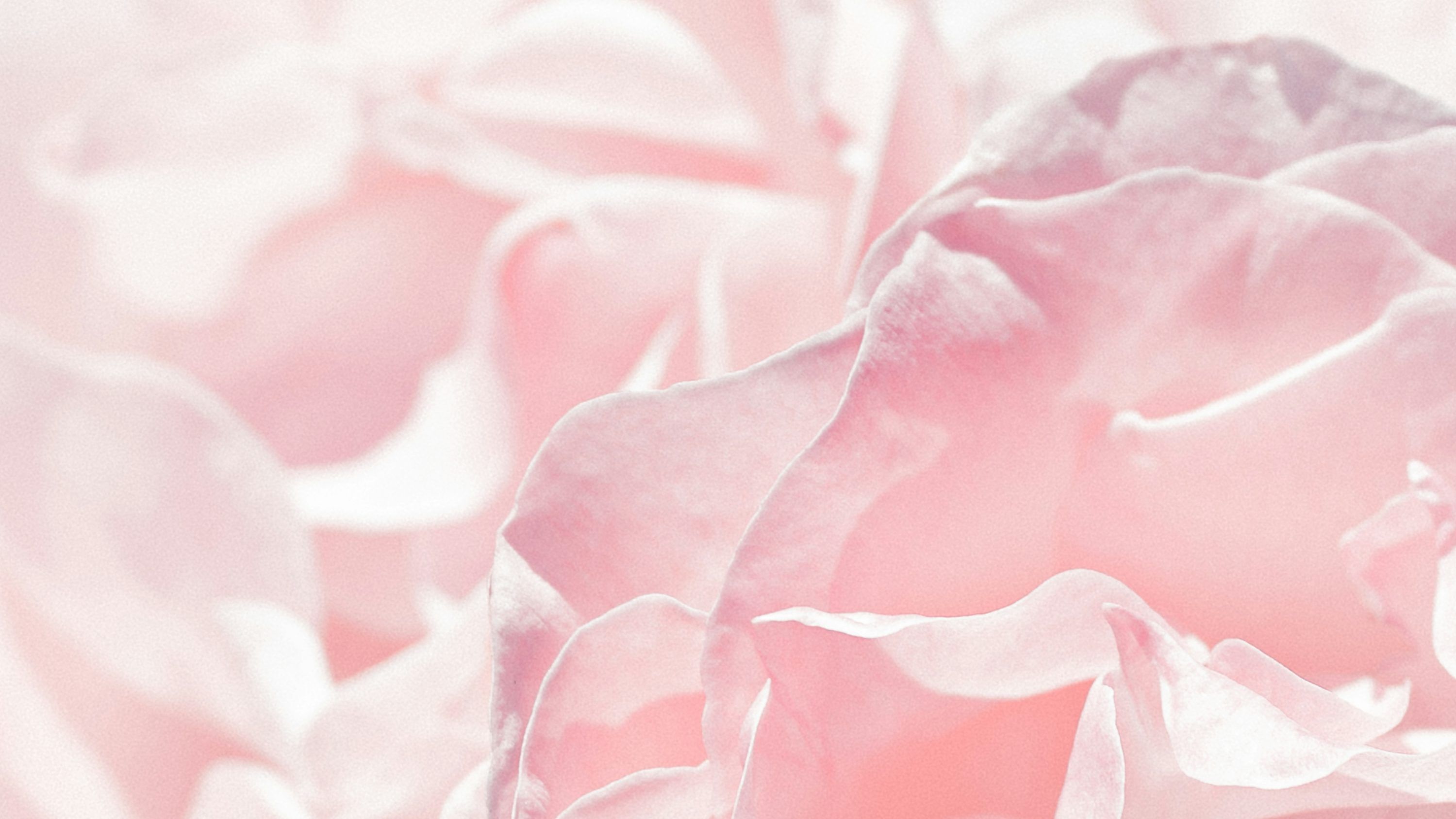 Pastel Pink Picture. Download