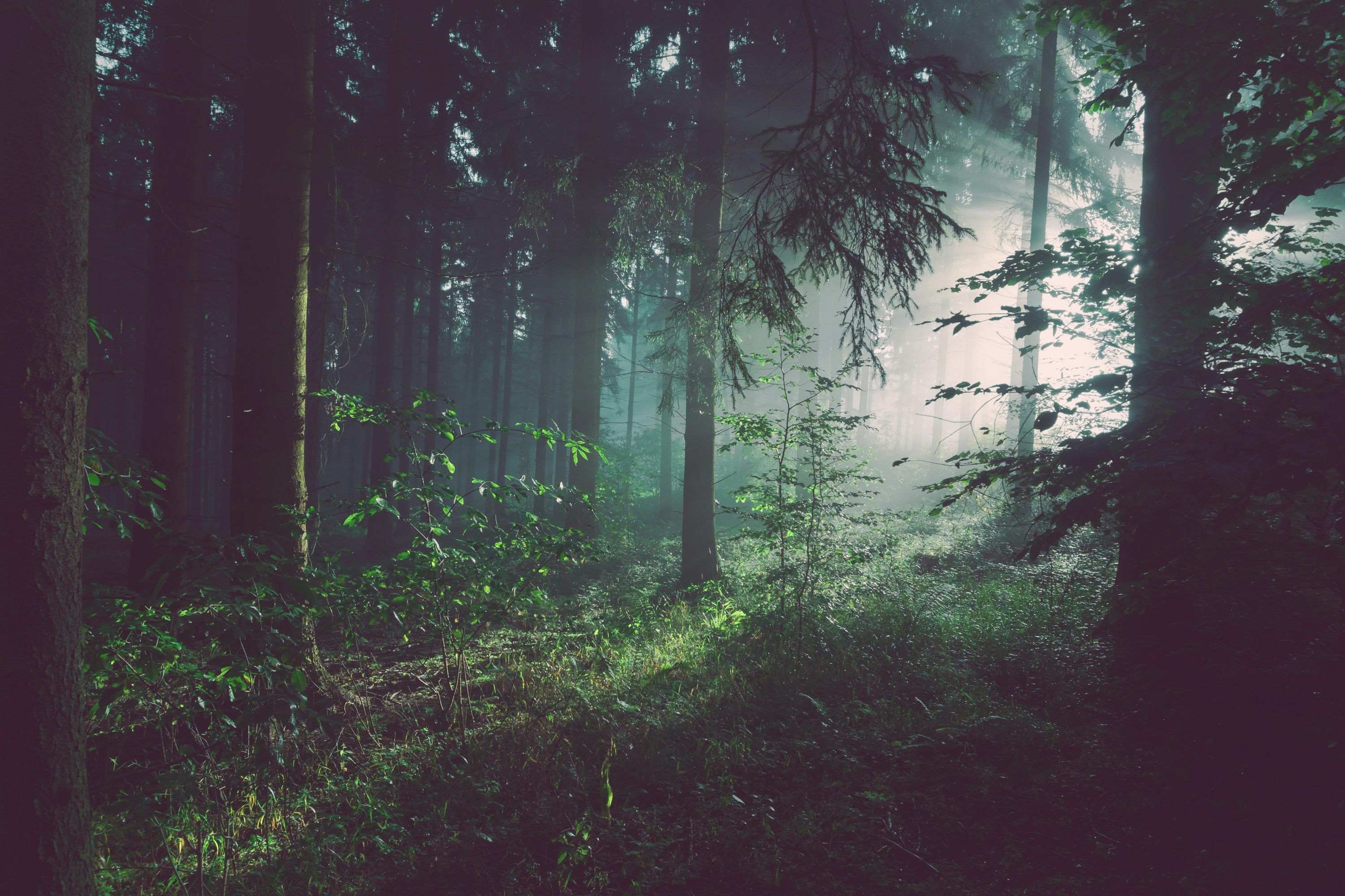 Forest Wallpaper: Free HD Download