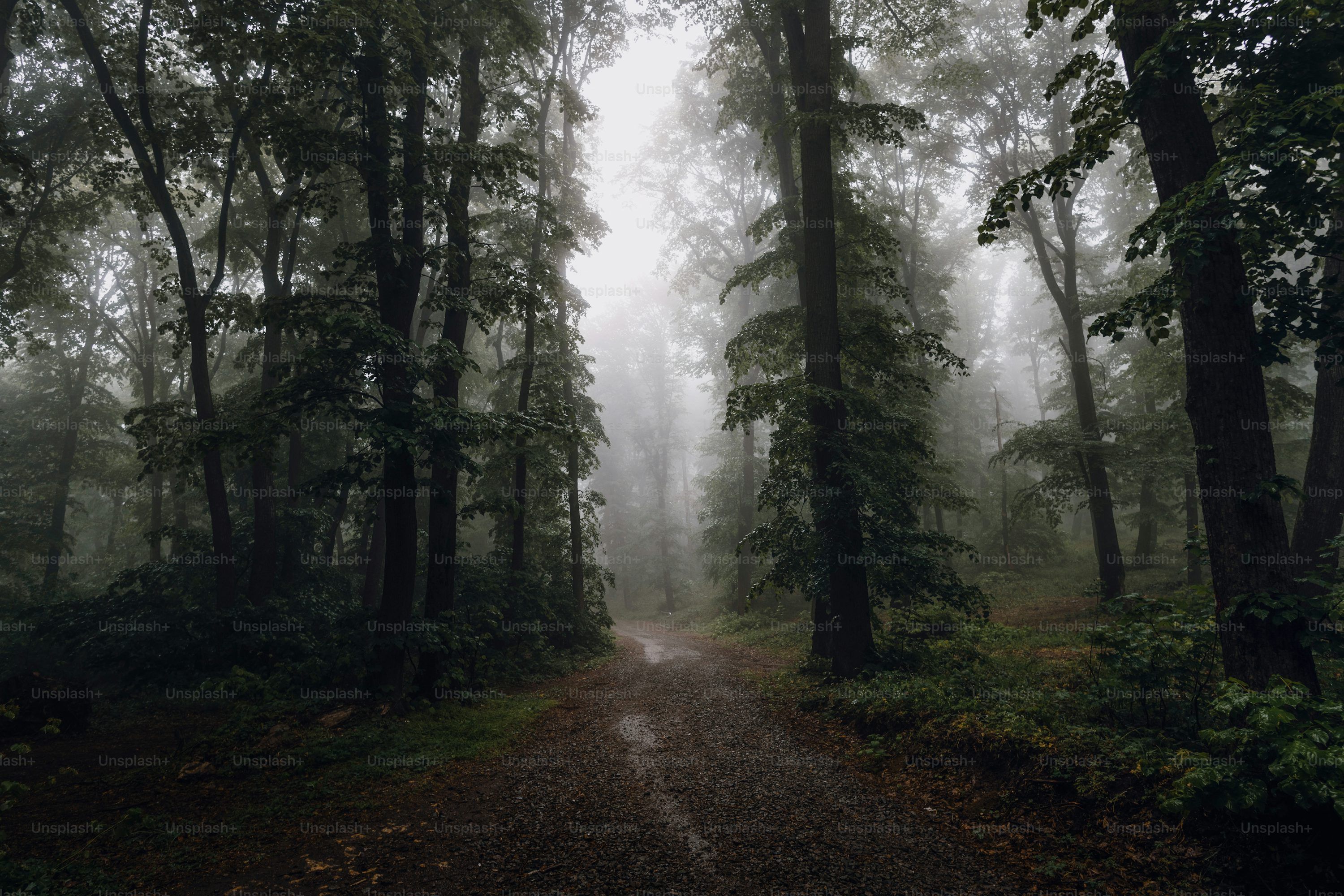 Dark Forest Picture HD