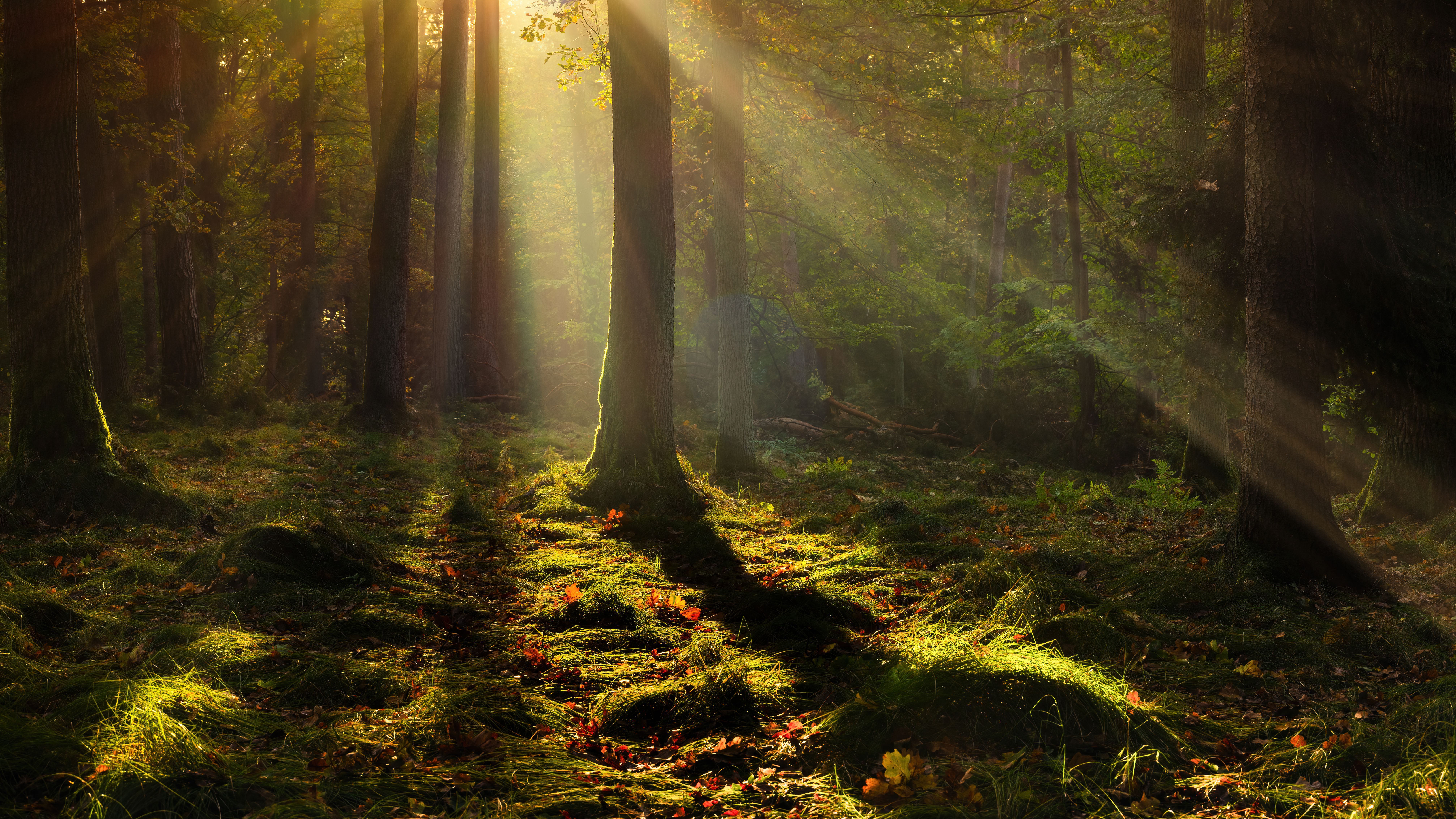 Forest Wallpaper 4K, Light, Trees