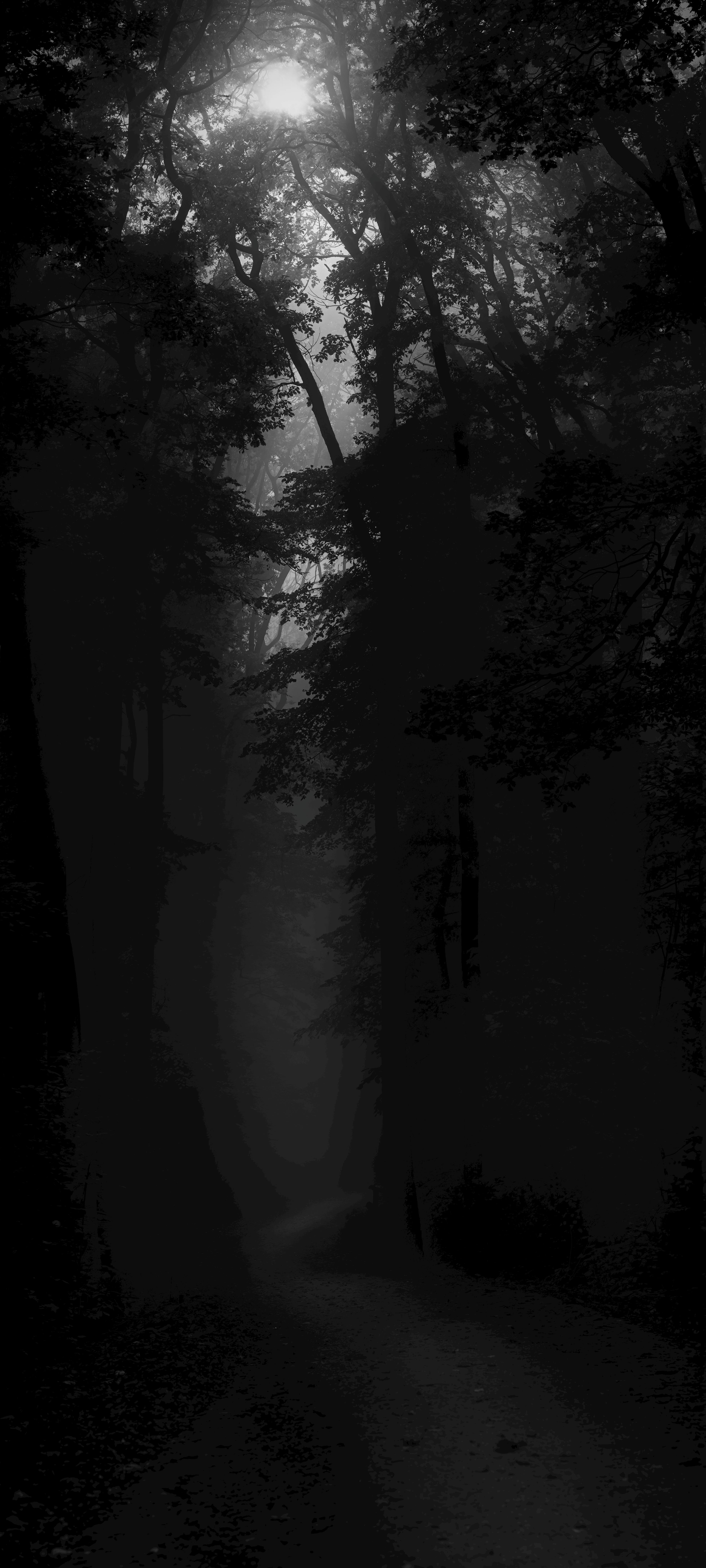 Dark Forest Photo, Download The BEST