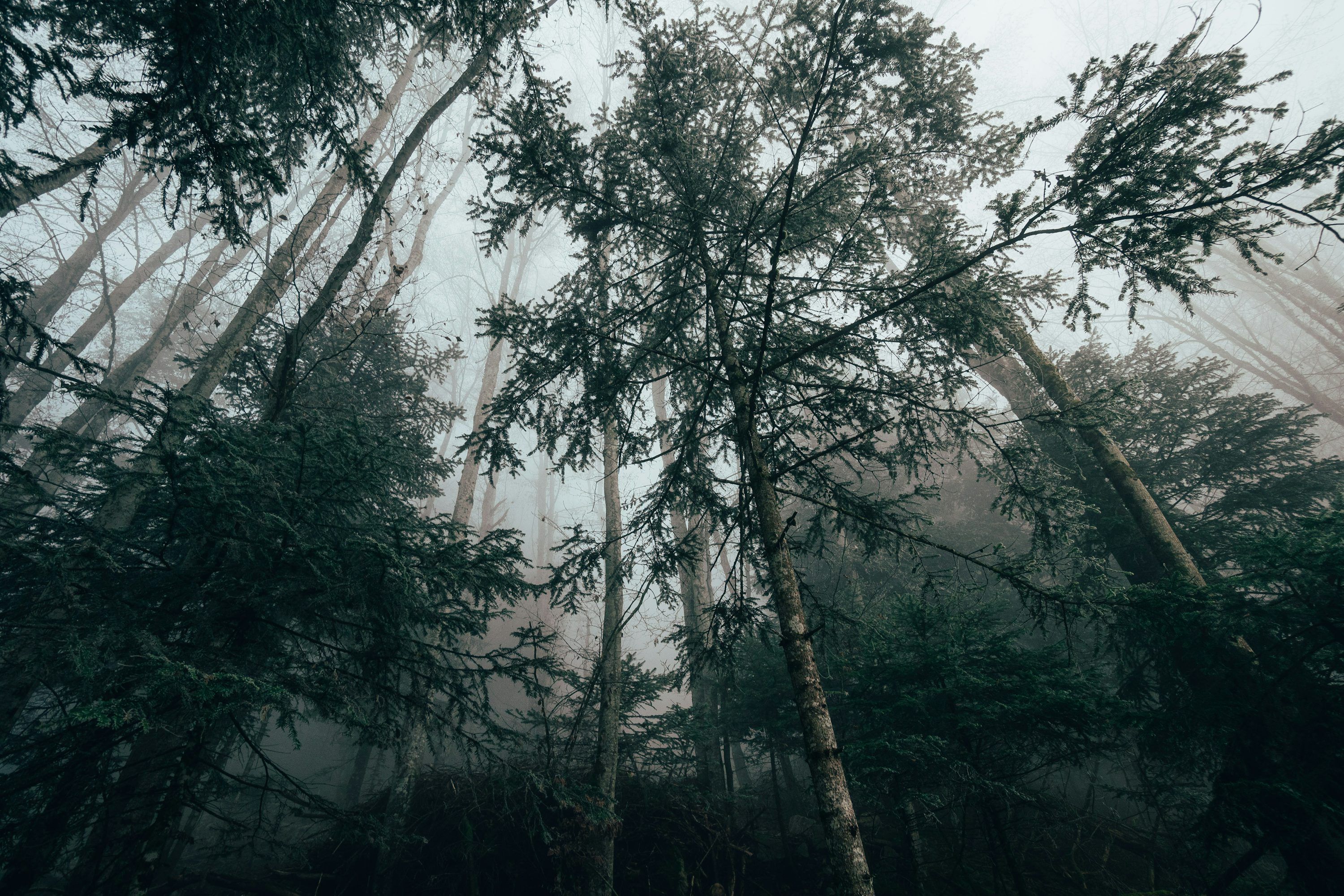 Dark Forest Picture HD