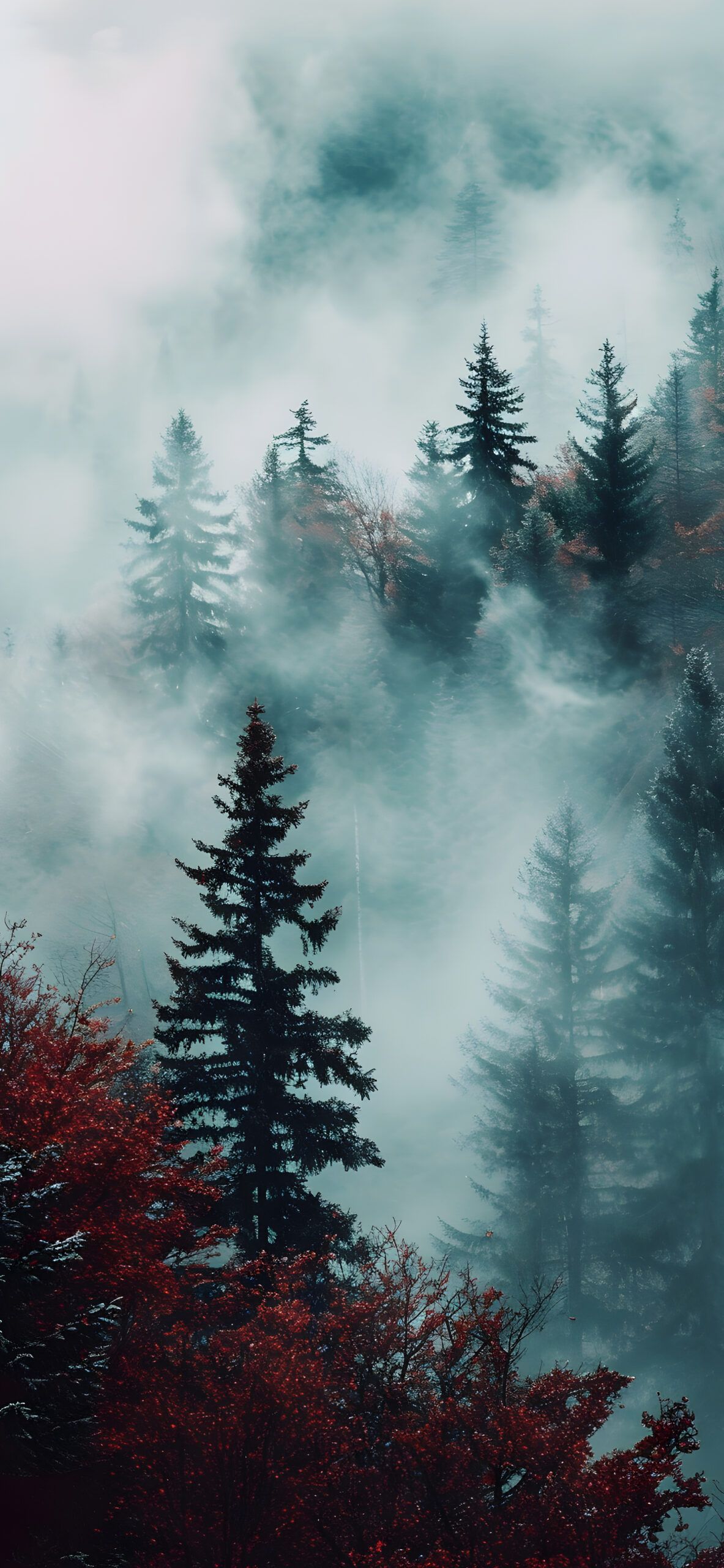 Misty Forest Aesthetic Nature