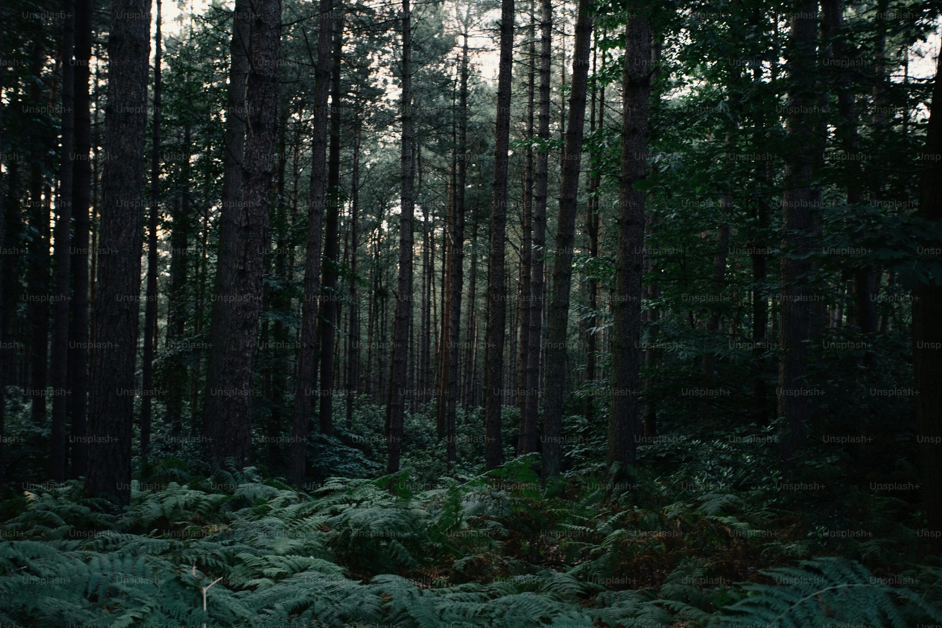 Dark Green Forest Picture. Download