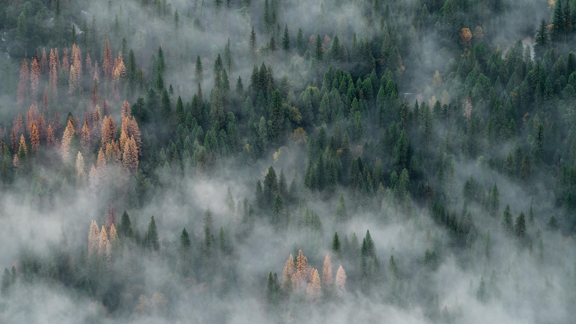 Foggy Forest [1920x1080]