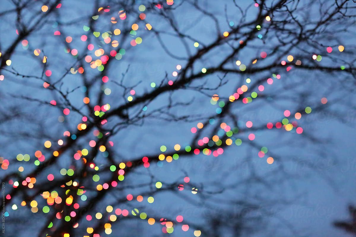 Christmas Lights On Bare Winter Tree