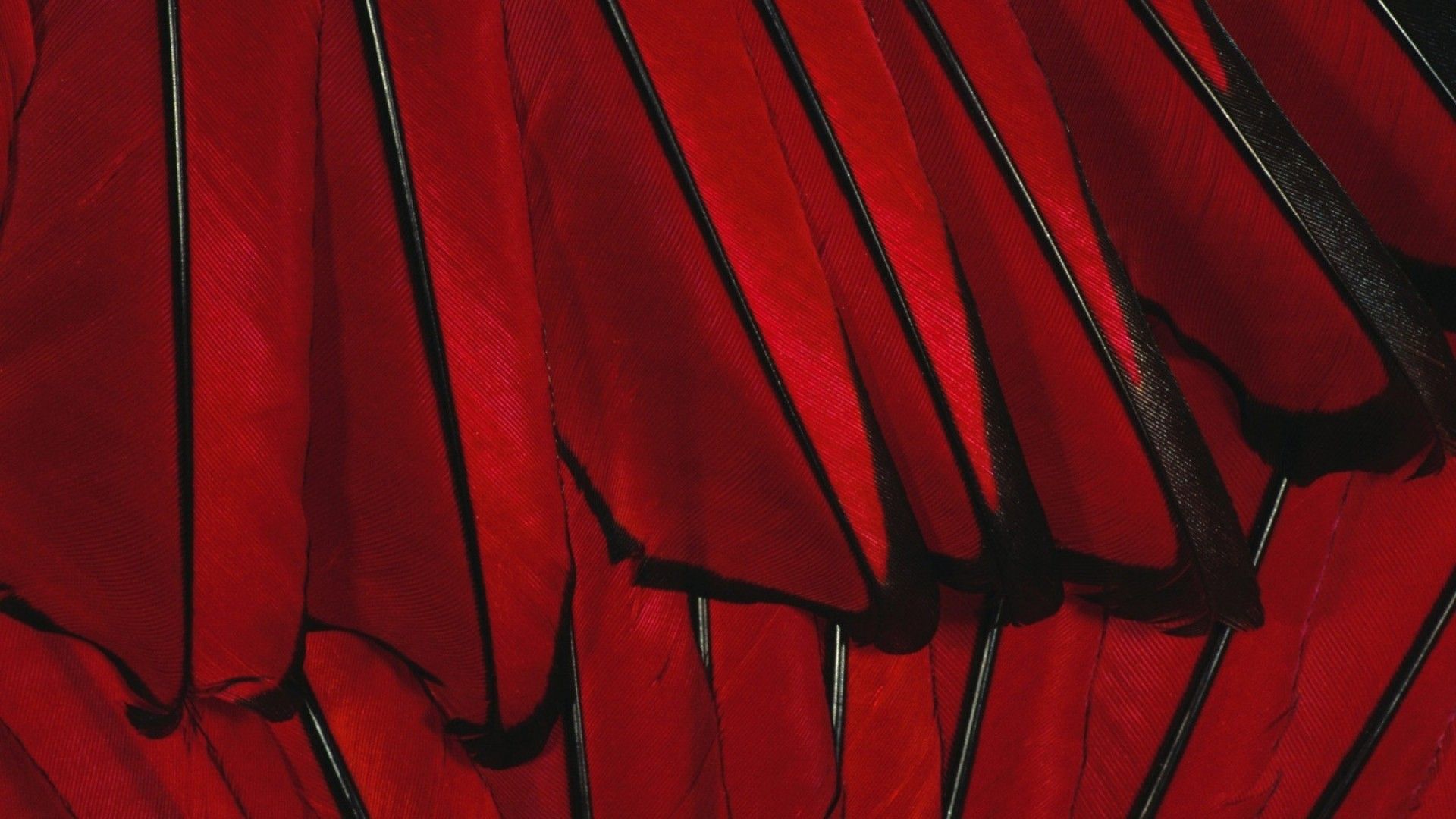 A close up of a red and black feathered wing. - Dark red