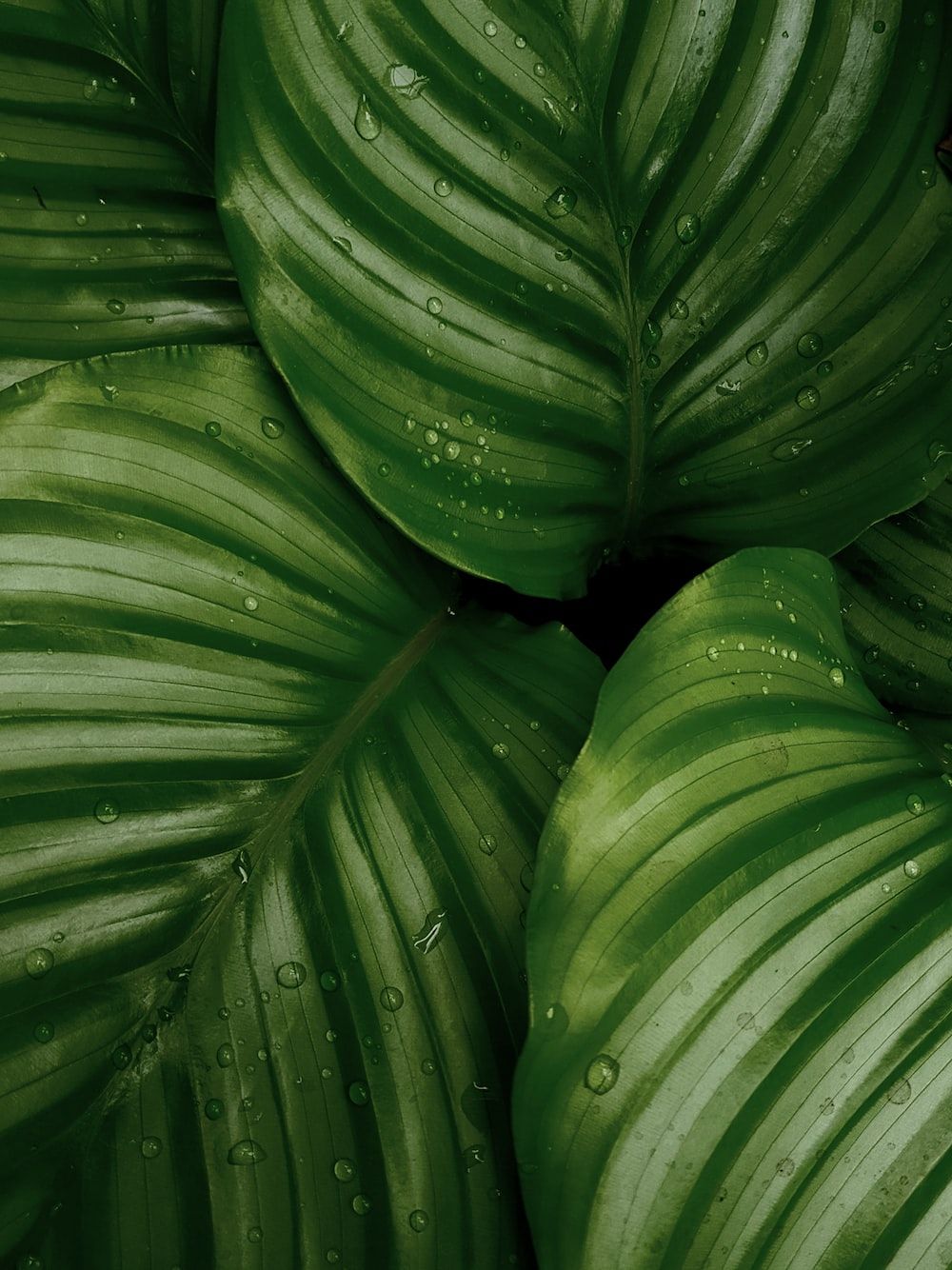 Green Leaves Picture. Download Free Image