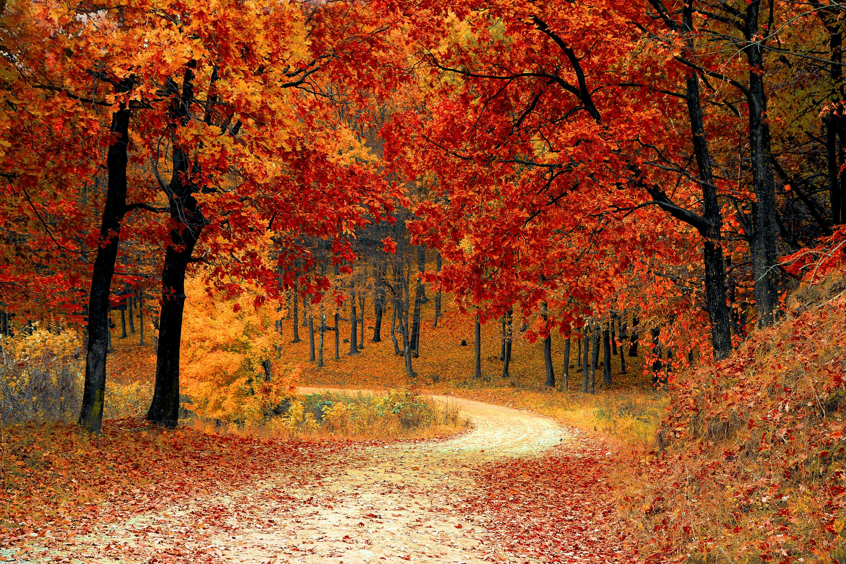 Autumn Wallpaper Photo, Download