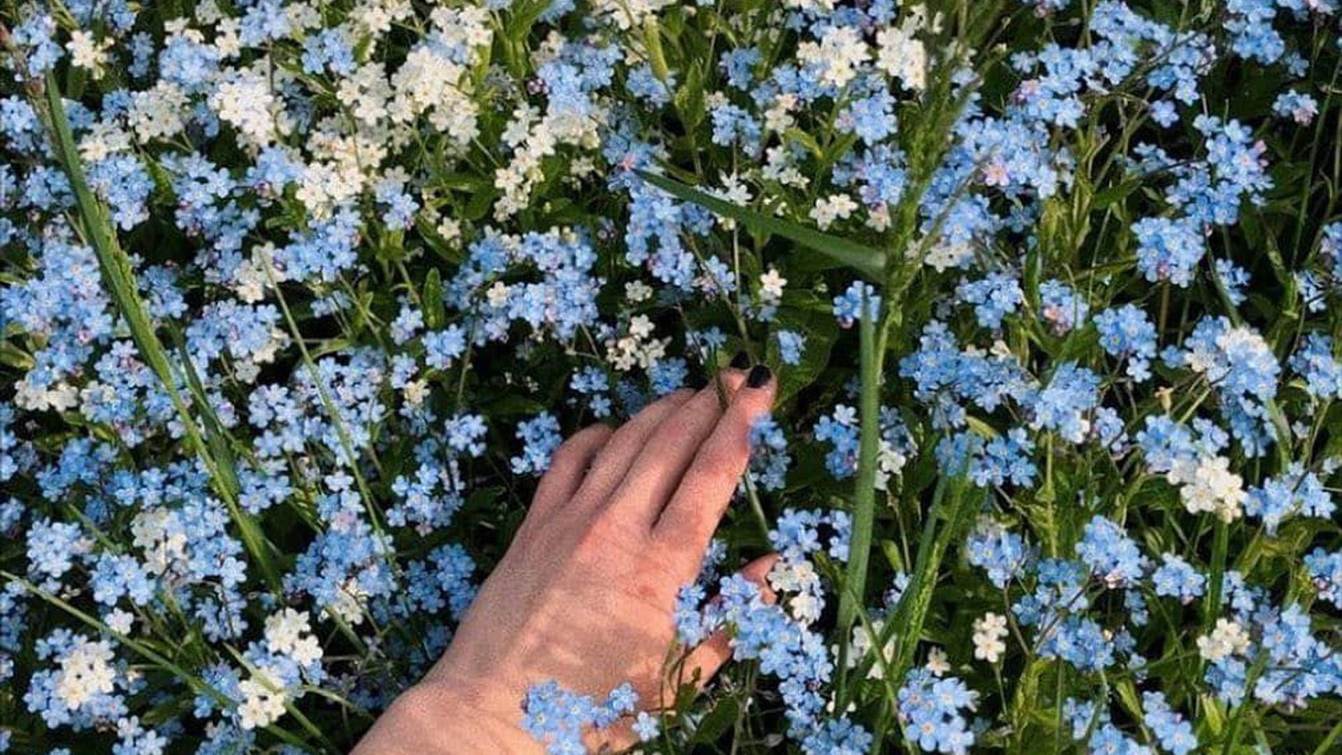 Little Blue Flowers Cottagecore Desktop