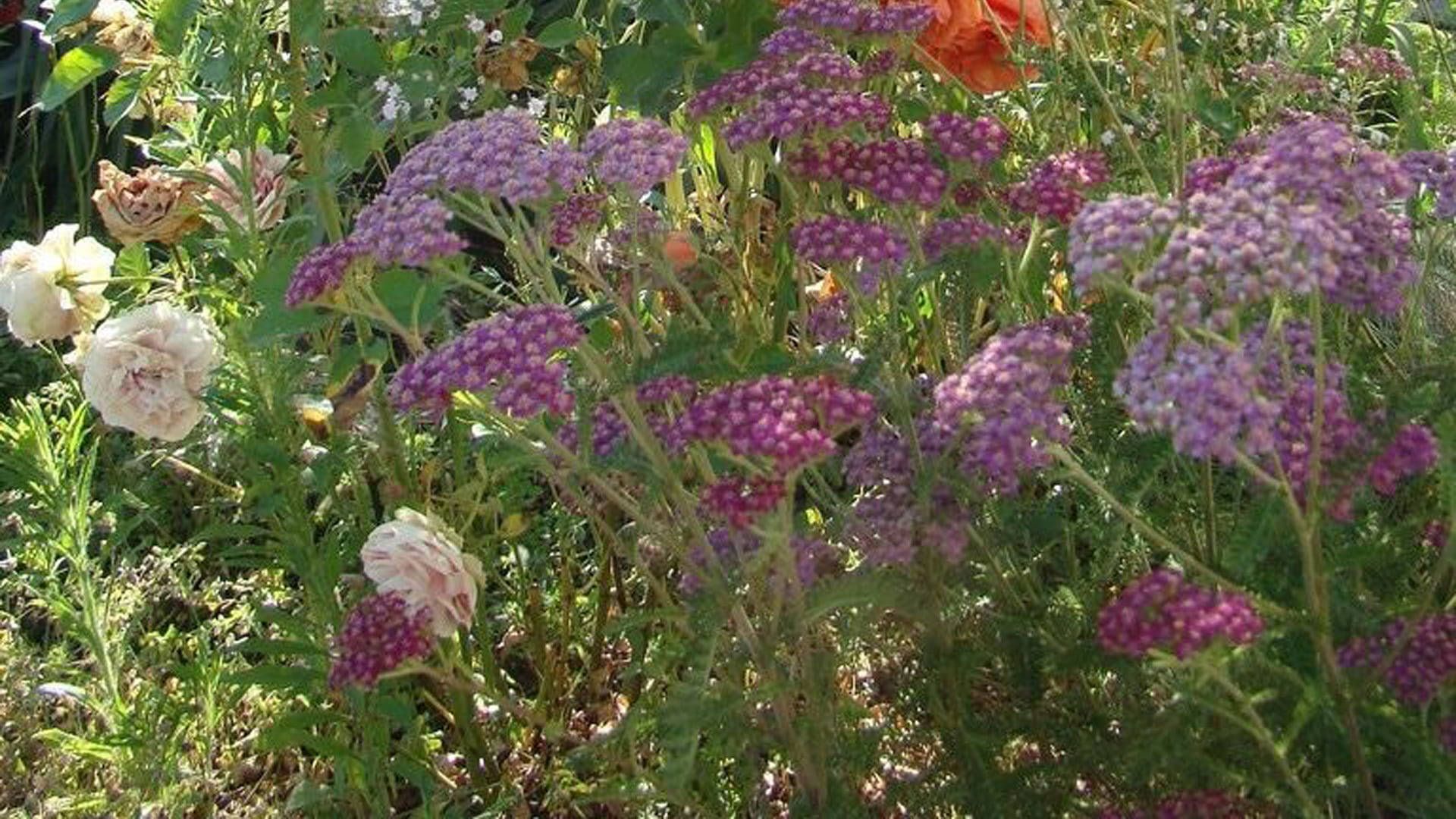 Purple Flowers Cottagecore Desktop