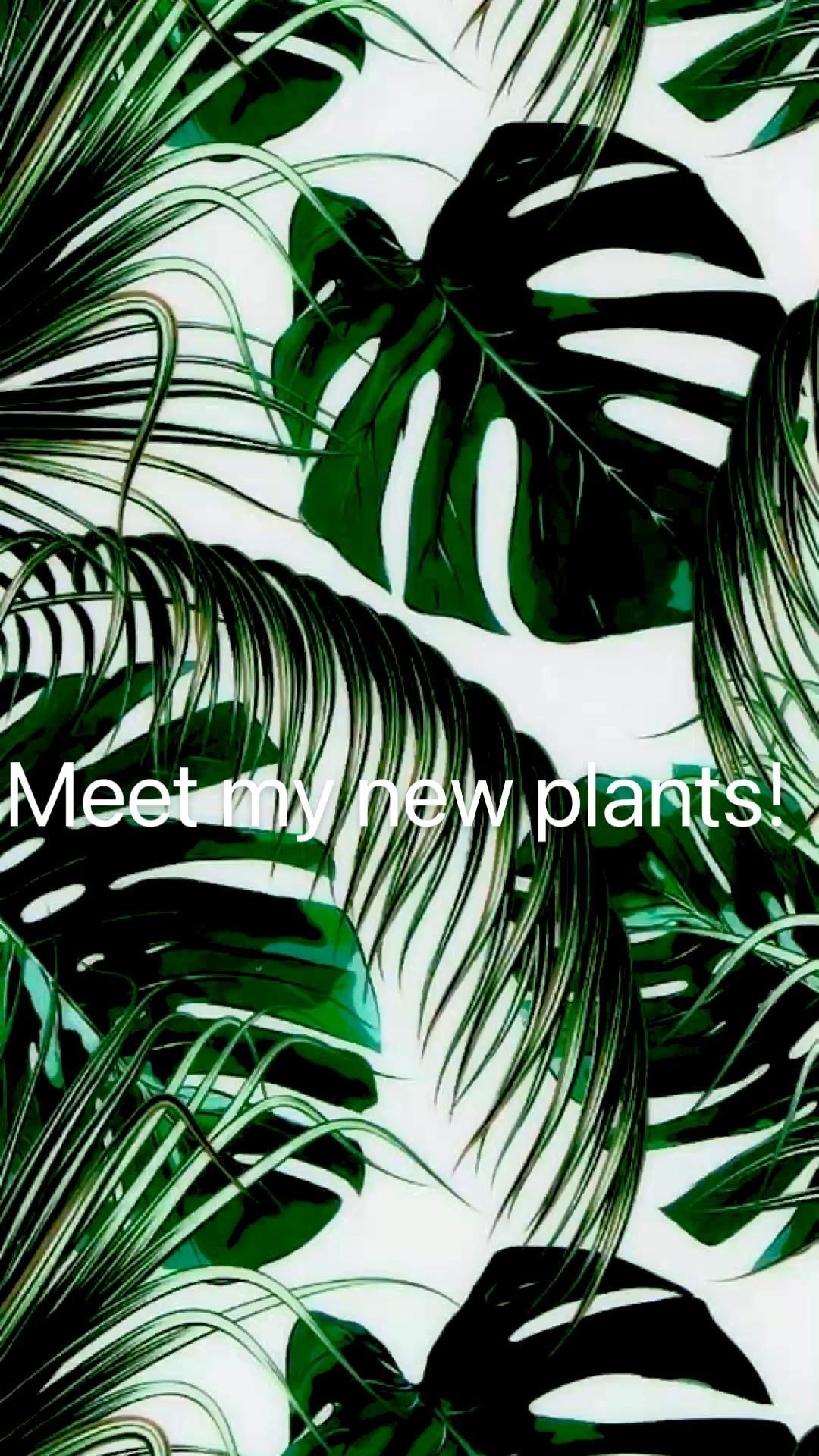 Meet my new plants!. Leaves wallpaper iphone, Aesthetic iphone wallpaper, Summer wallpaper