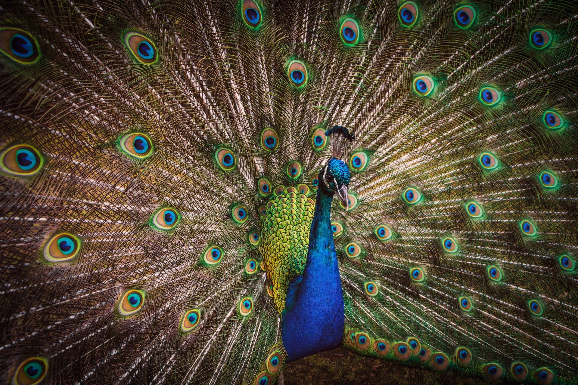 Peacock Wallpaper