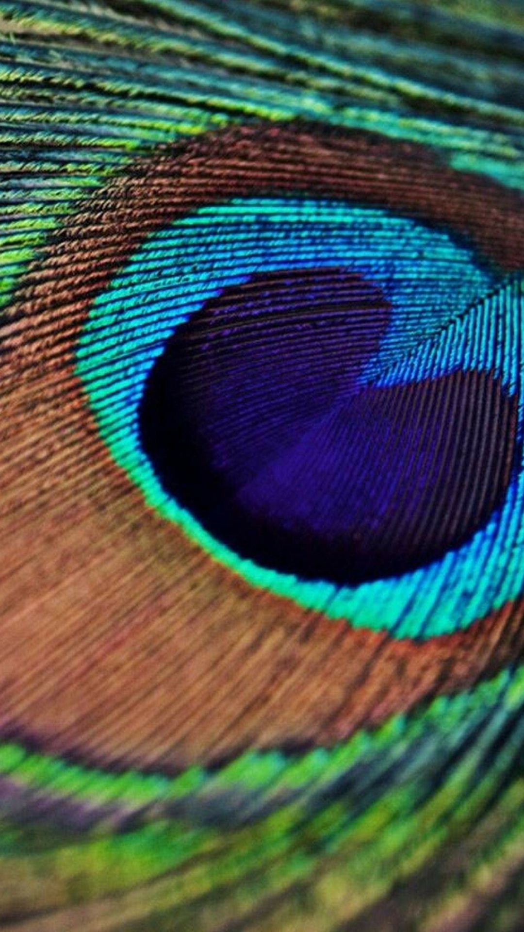 Peacock Wallpaper