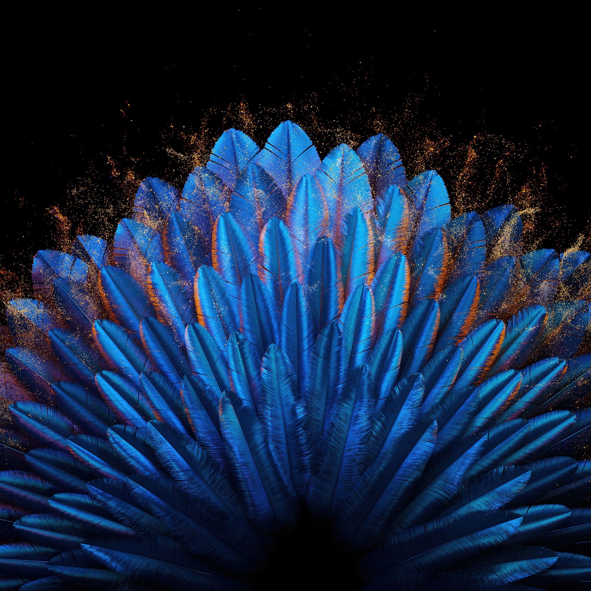 Peacock feathers Wallpaper 4K, Blue