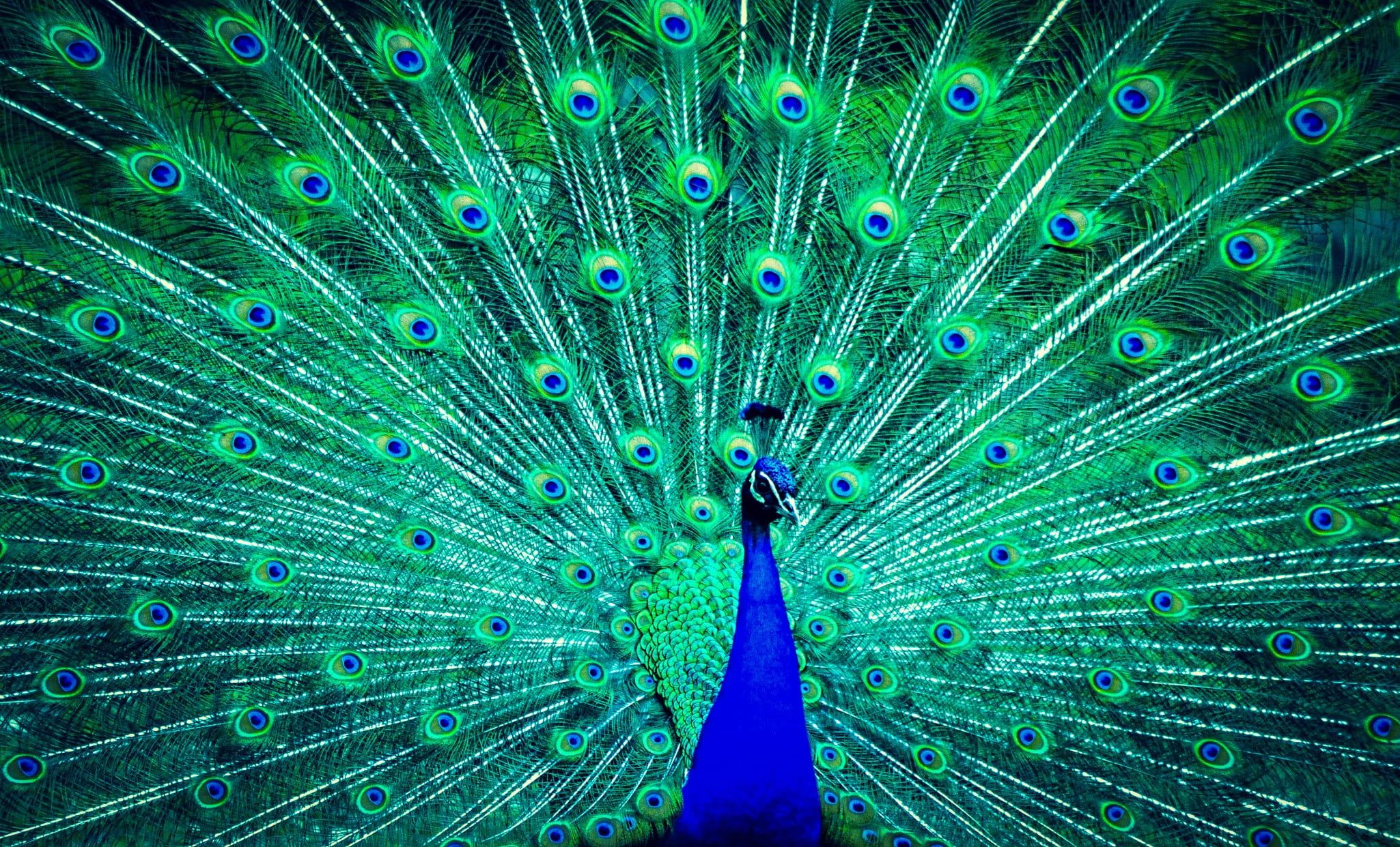 Green and blue peafowl