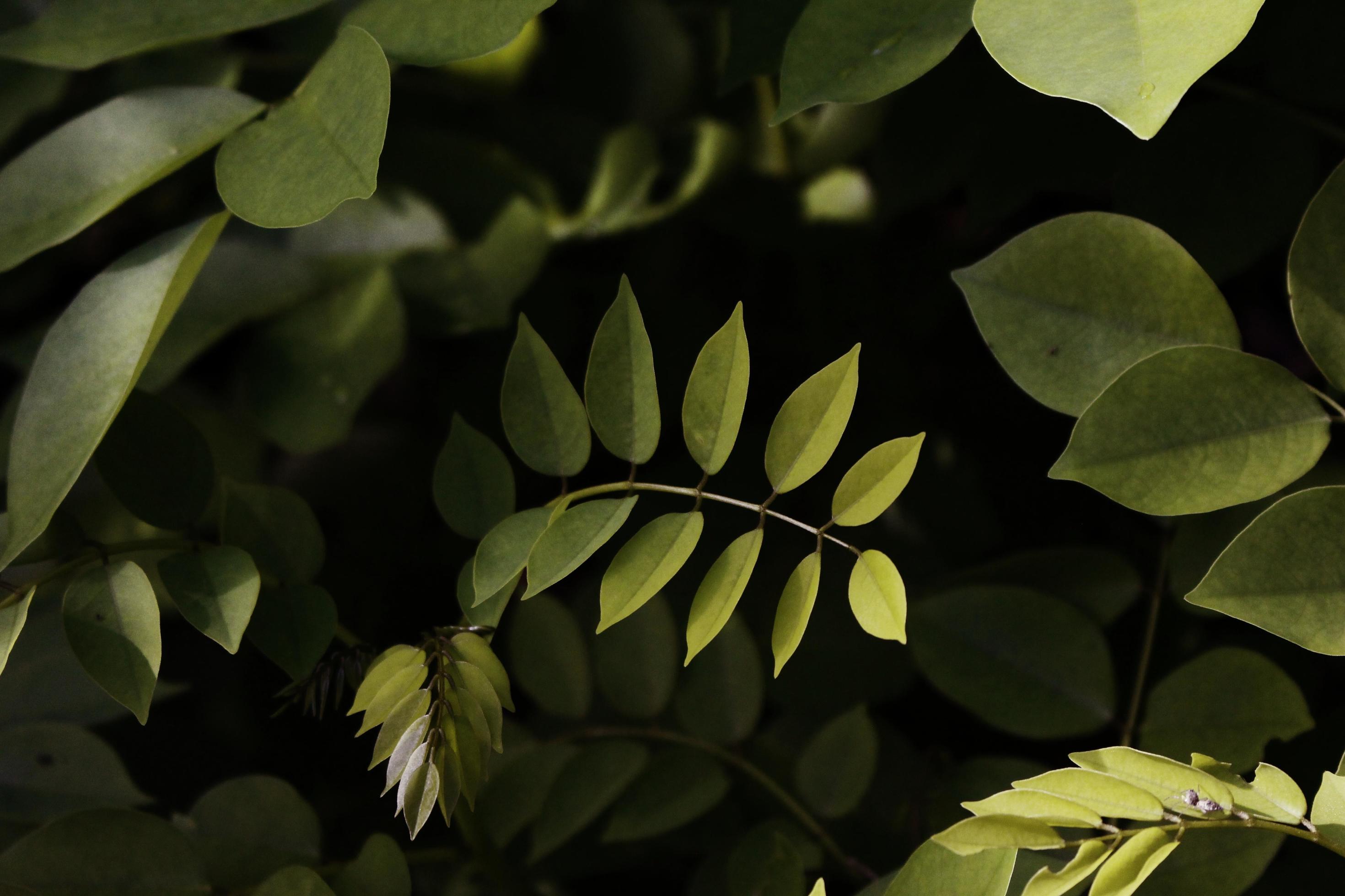 Photo of a liar plant with lush leaves with a concept that is seen when viewed, usually used for wallpaper and background