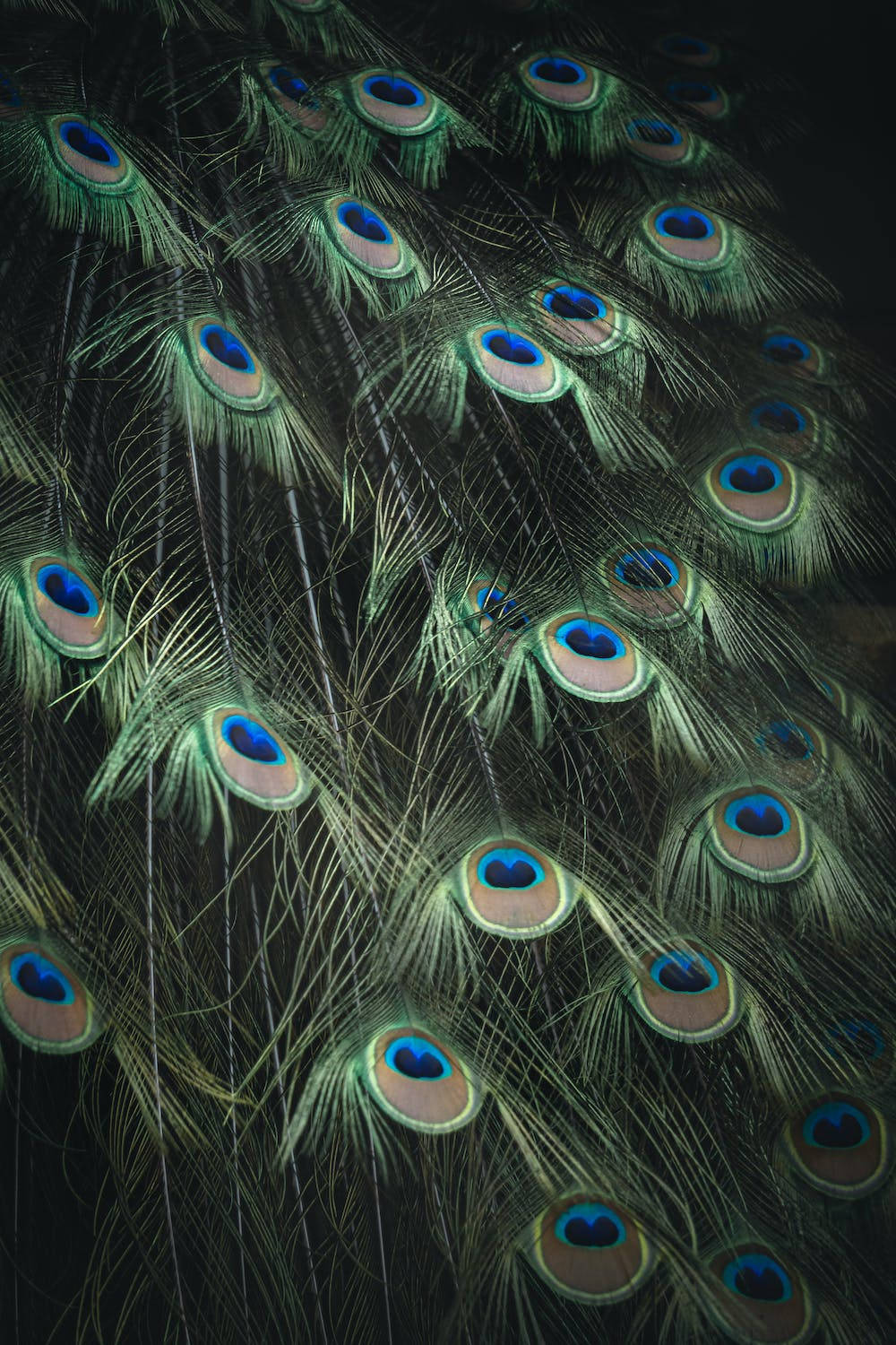 Peacock HD Wallpaper 100++