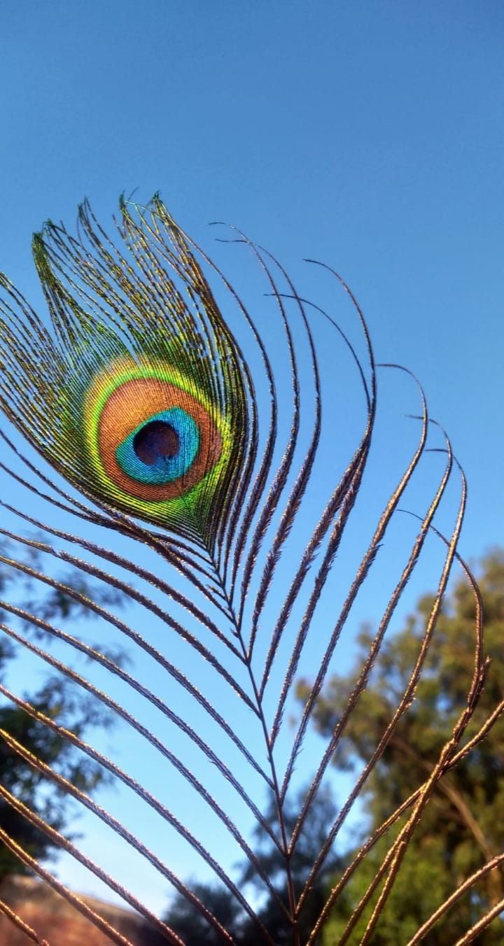 Peacock feather