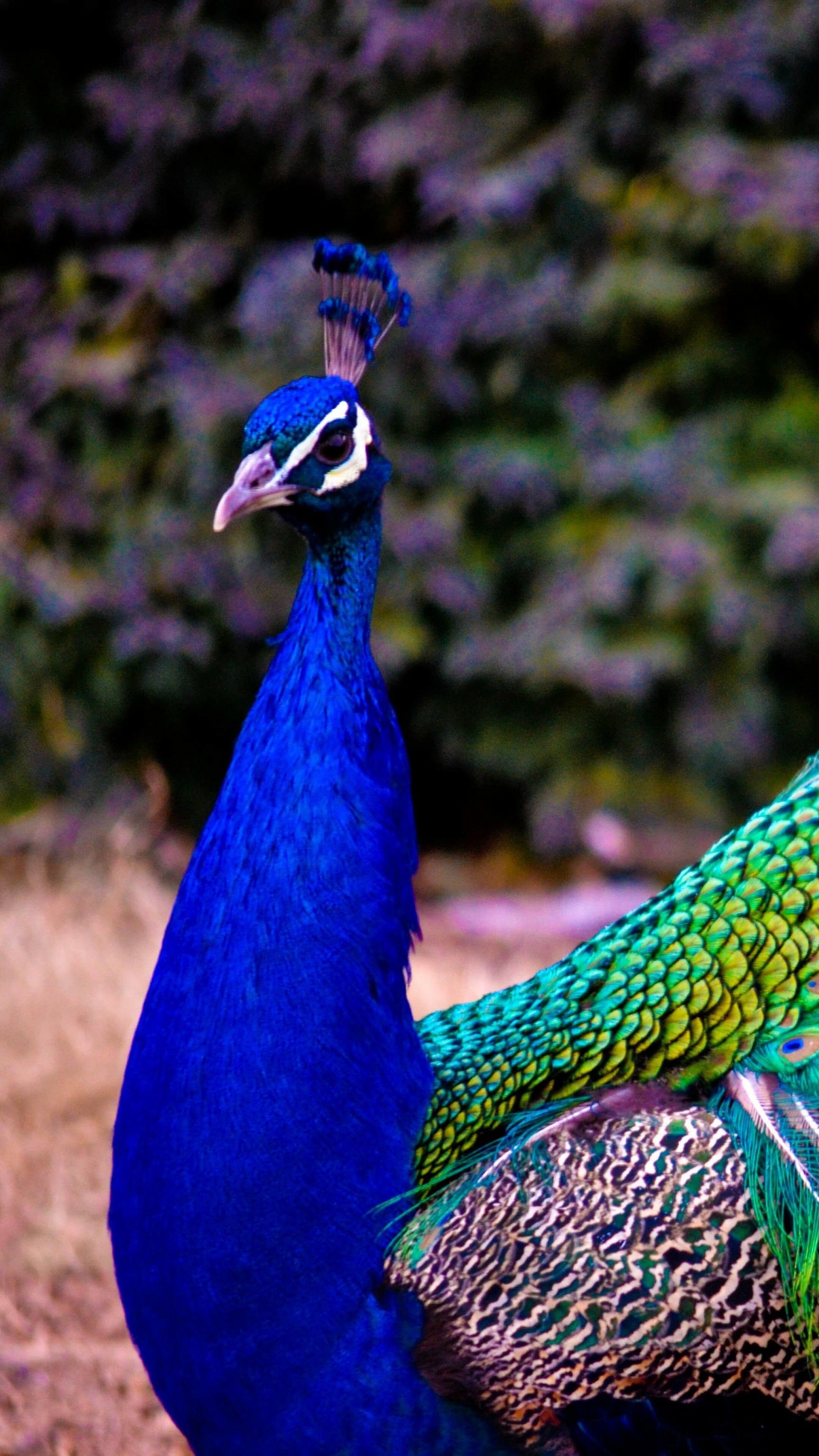 Peacock Wallpaper