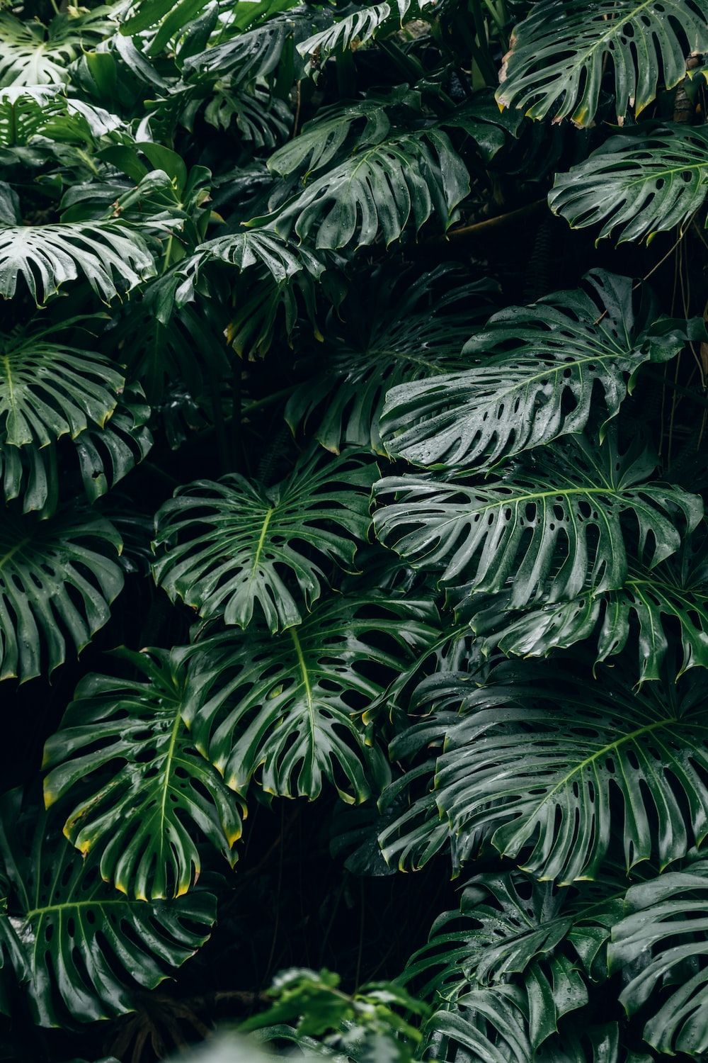 A large green plant with big leaves - Monstera, leaves, plants
