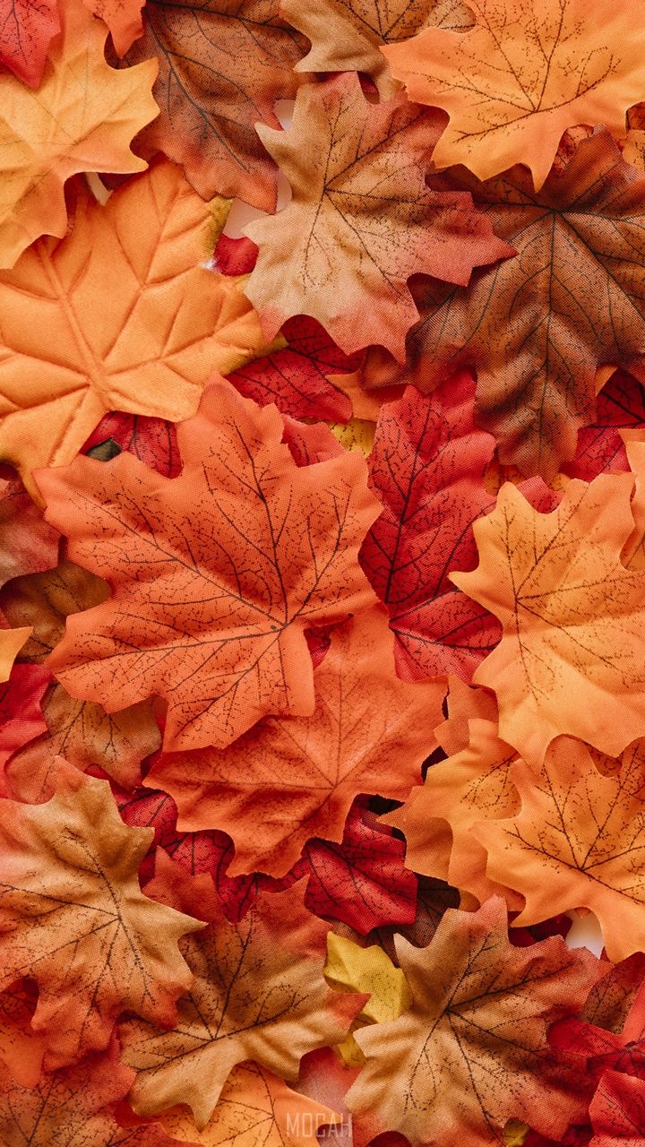 IPhone wallpaper with autumn leaves for the fall season. - Leaves