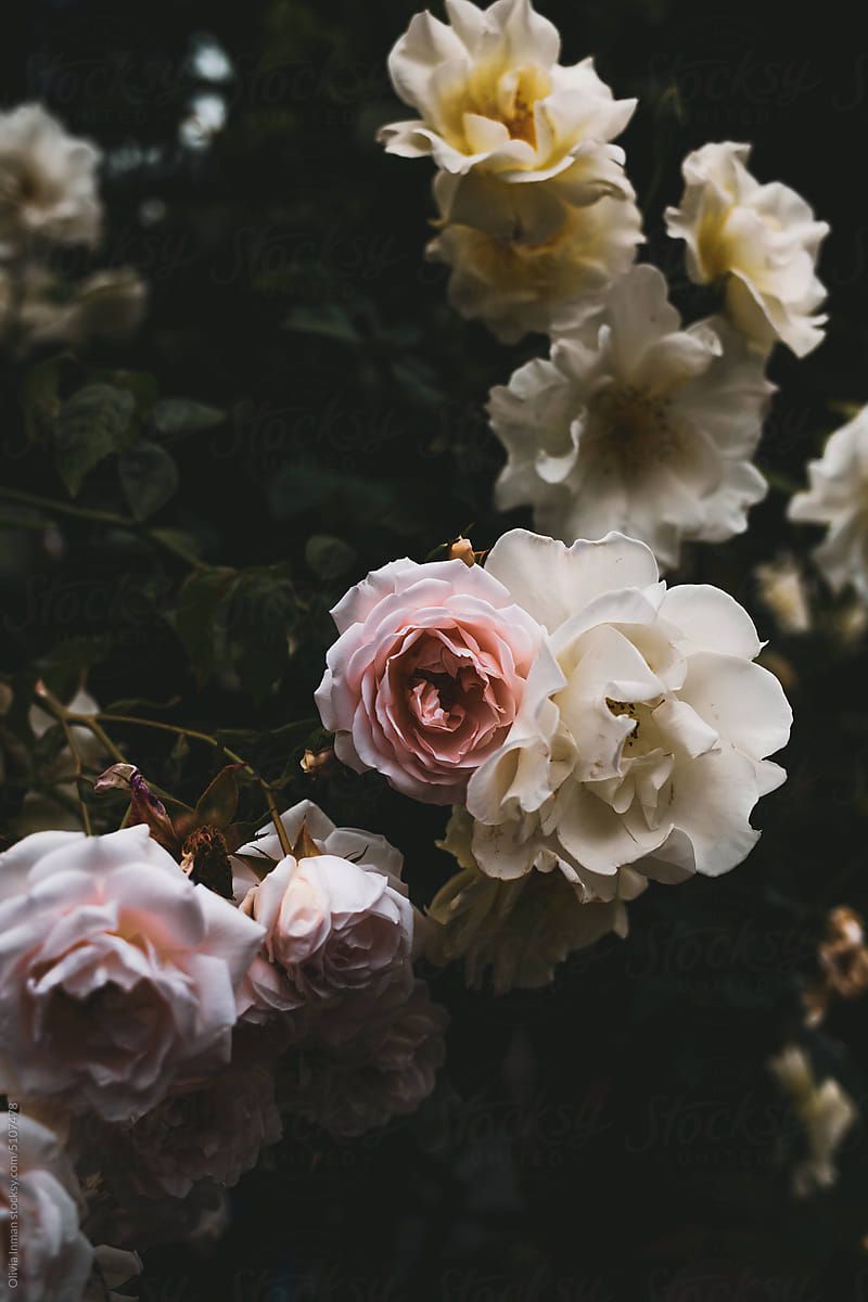 Pink, Cream And Yellow Roses With Moody