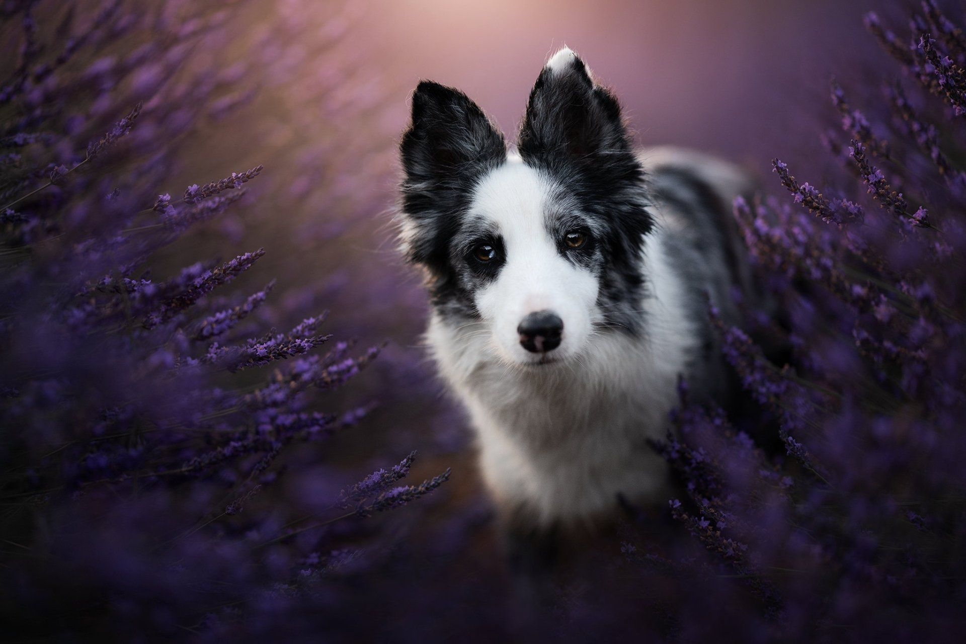 Download Lavender Dog Animal Border