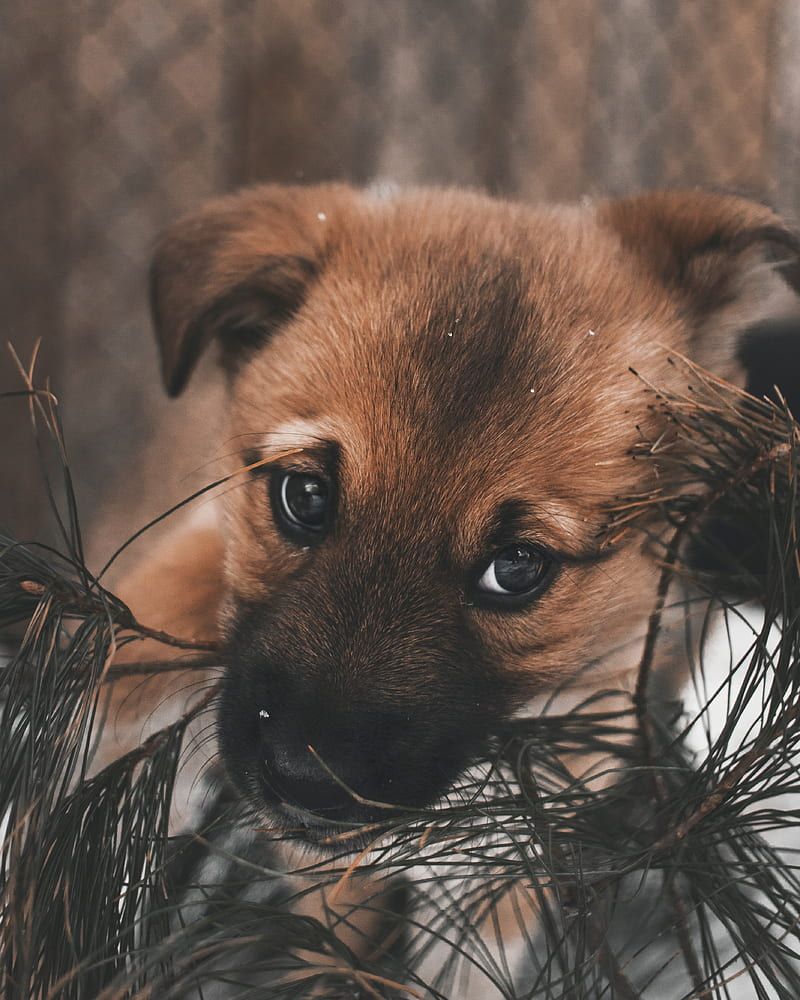 Cute Puppy, dog, dogs, puppies, sweet