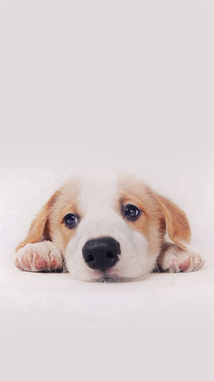 Cute Puppy Dog Pet iPhone 8 Wallpaper