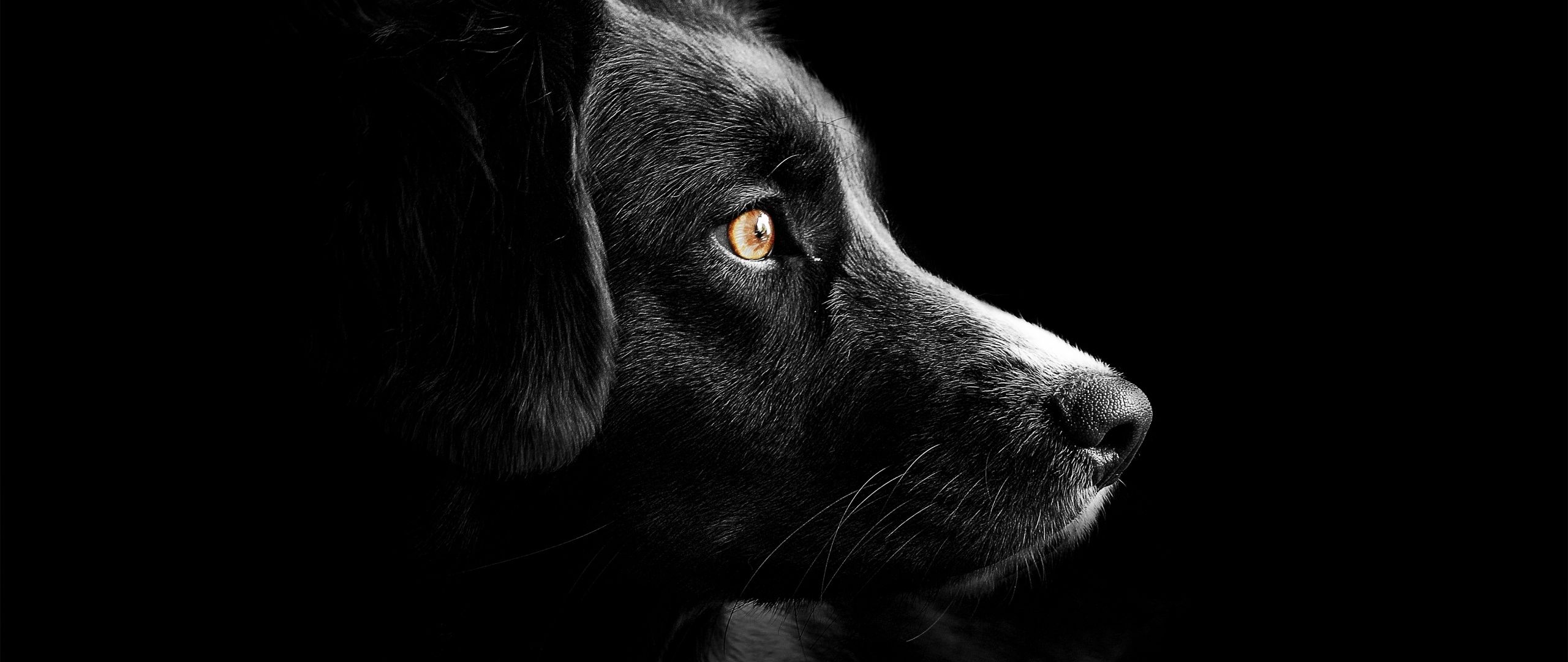 Black dog Wallpaper 4K, Cute puppies