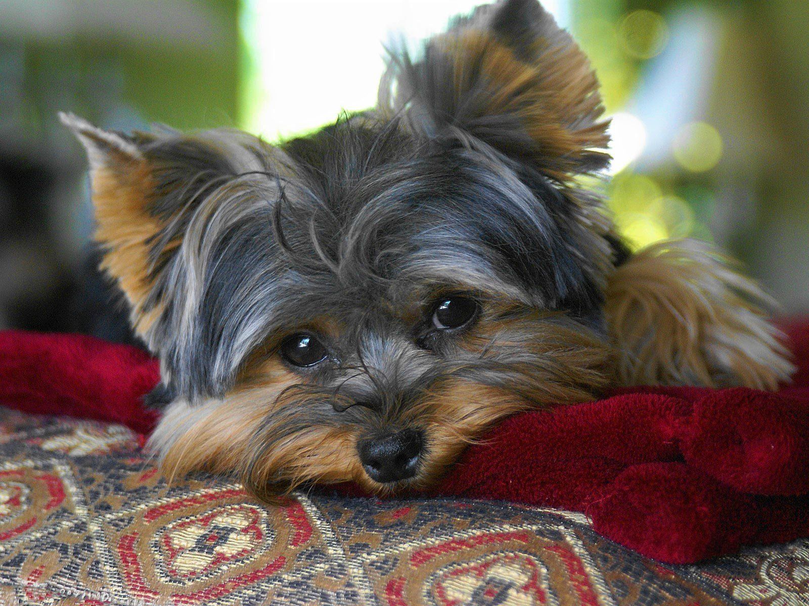 Cute Dog Animal Yorkshire Terrier Wallpaper