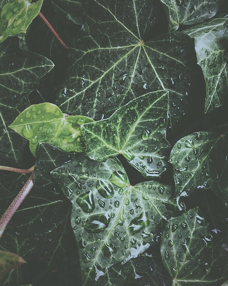 Leaves, drops, dew, water, plant