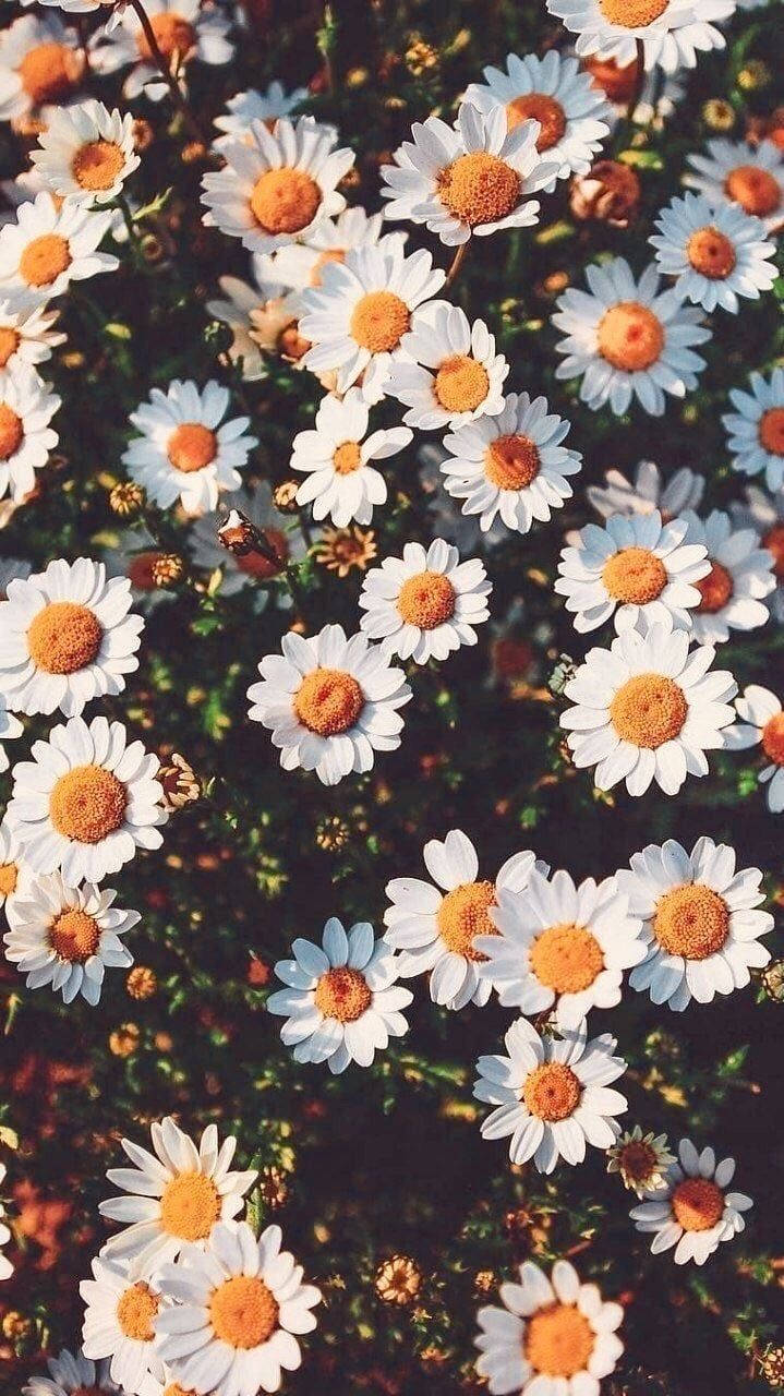 Download free Aesthetic Daisy Flower