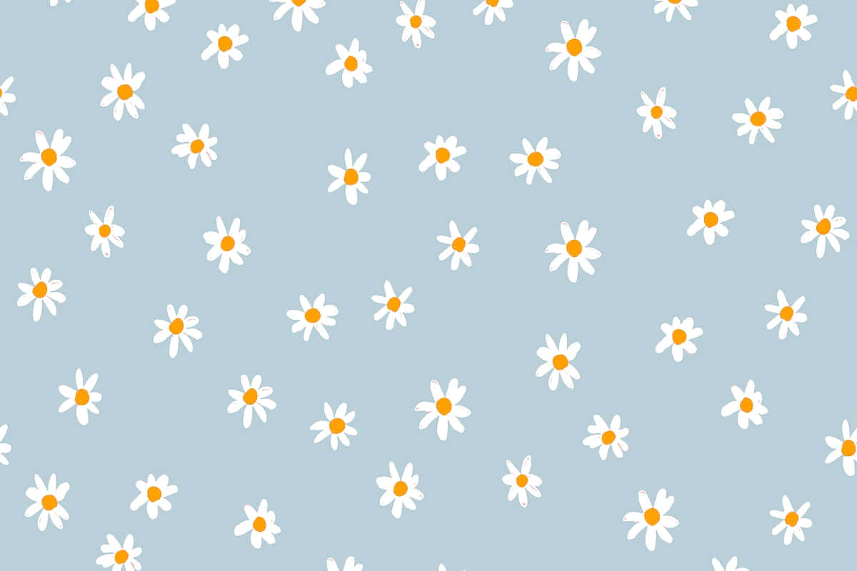 Download Cute Daisy Flowers Aesthetic