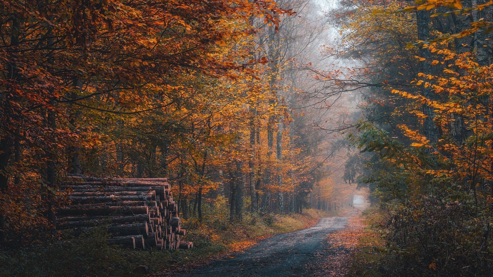 Nature Outdoor Fall Photography Path