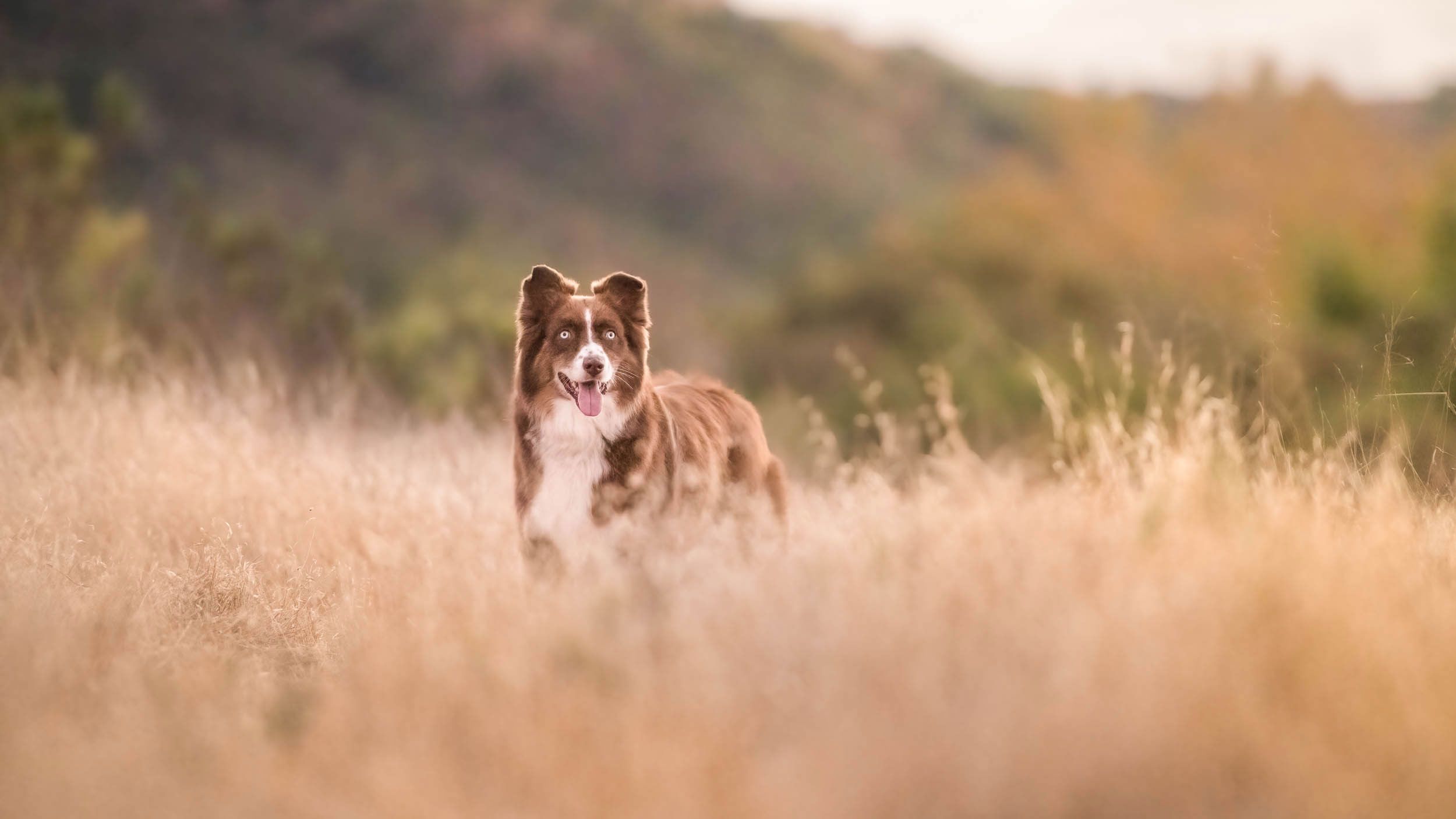 Pet Business' Guide to Outdoor Photo